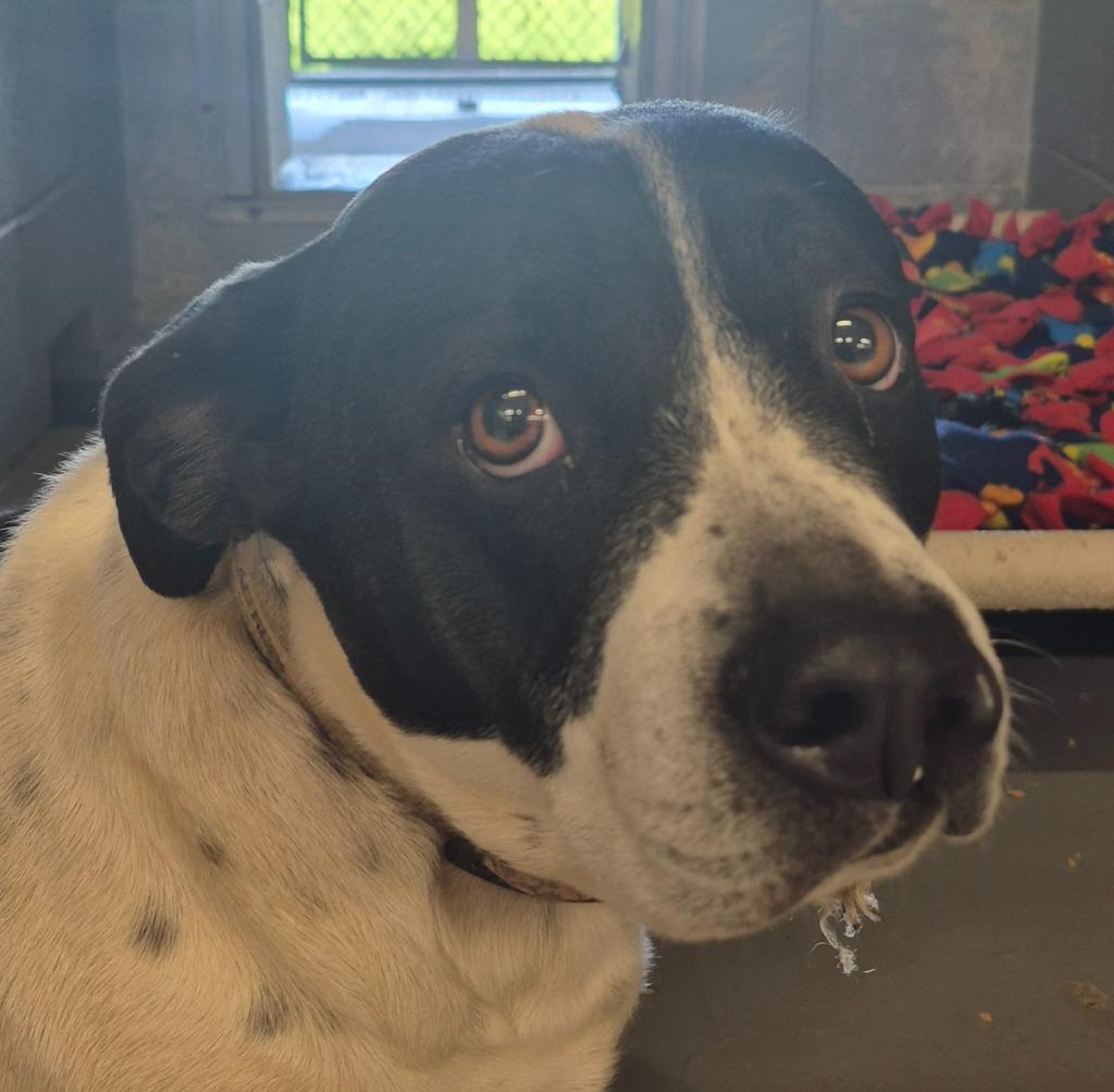 Enlarge Sassy, a Adoptable mixed breed in Findlay, OH image 5/6