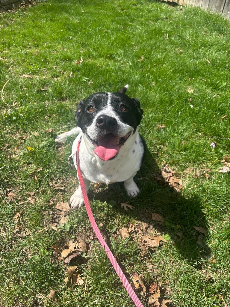 Enlarge Sassy, a Adoptable mixed breed in Findlay, OH image 5/6