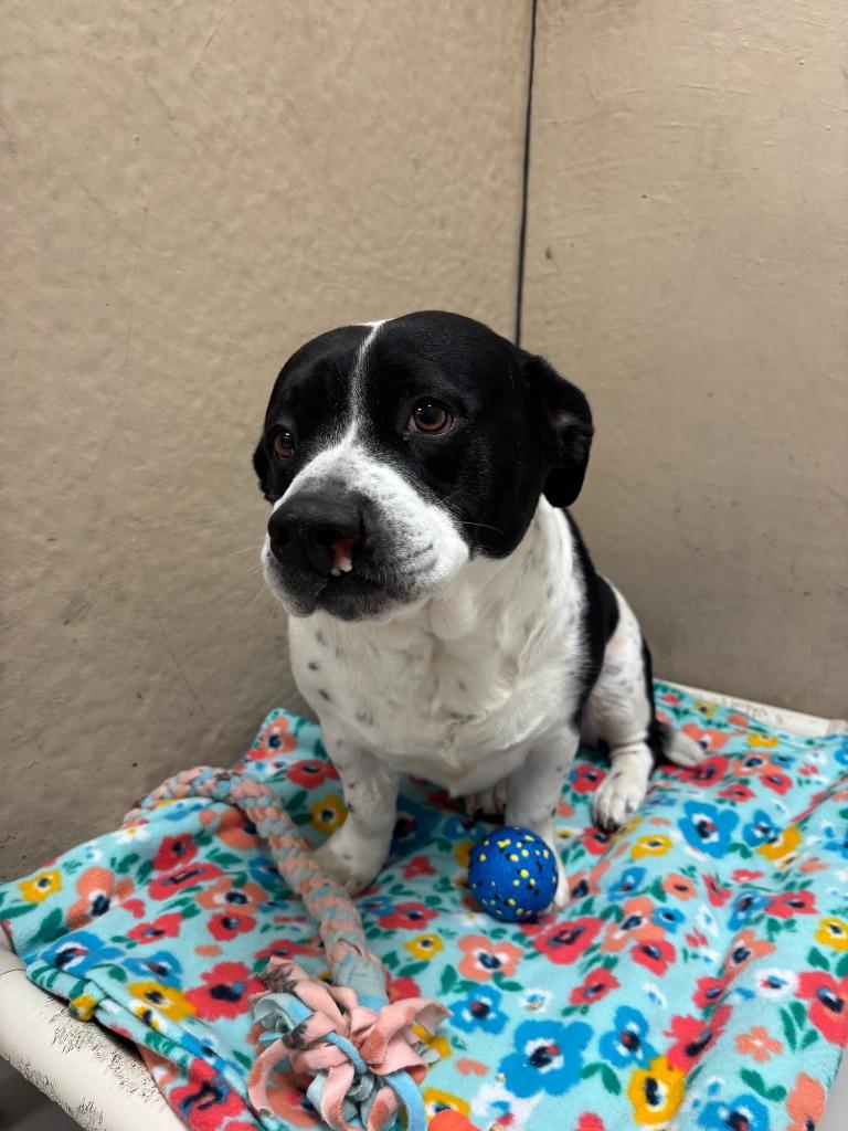 Enlarge Sassy, a Adoptable mixed breed in Findlay, OH image 6/6