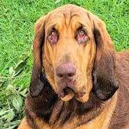 Enlarge Louise (OH), a ADOPTABLE Bloodhound in Leawood, KS image 1/3