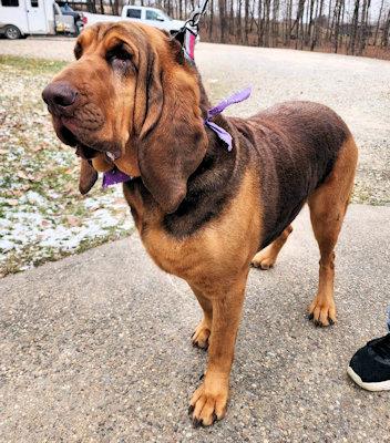 Enlarge Louise (OH), a ADOPTABLE Bloodhound in Leawood, KS image 2/3