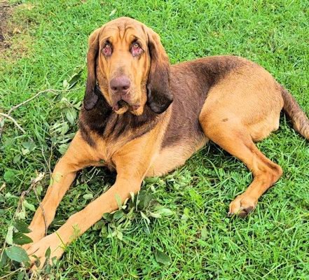 Enlarge Louise (OH), a ADOPTABLE Bloodhound in Leawood, KS image 3/3