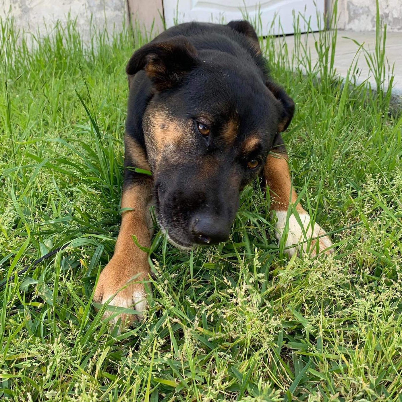 Enlarge Taylor, a Adoptable mixed breed in Puyallup, WA image 6/6