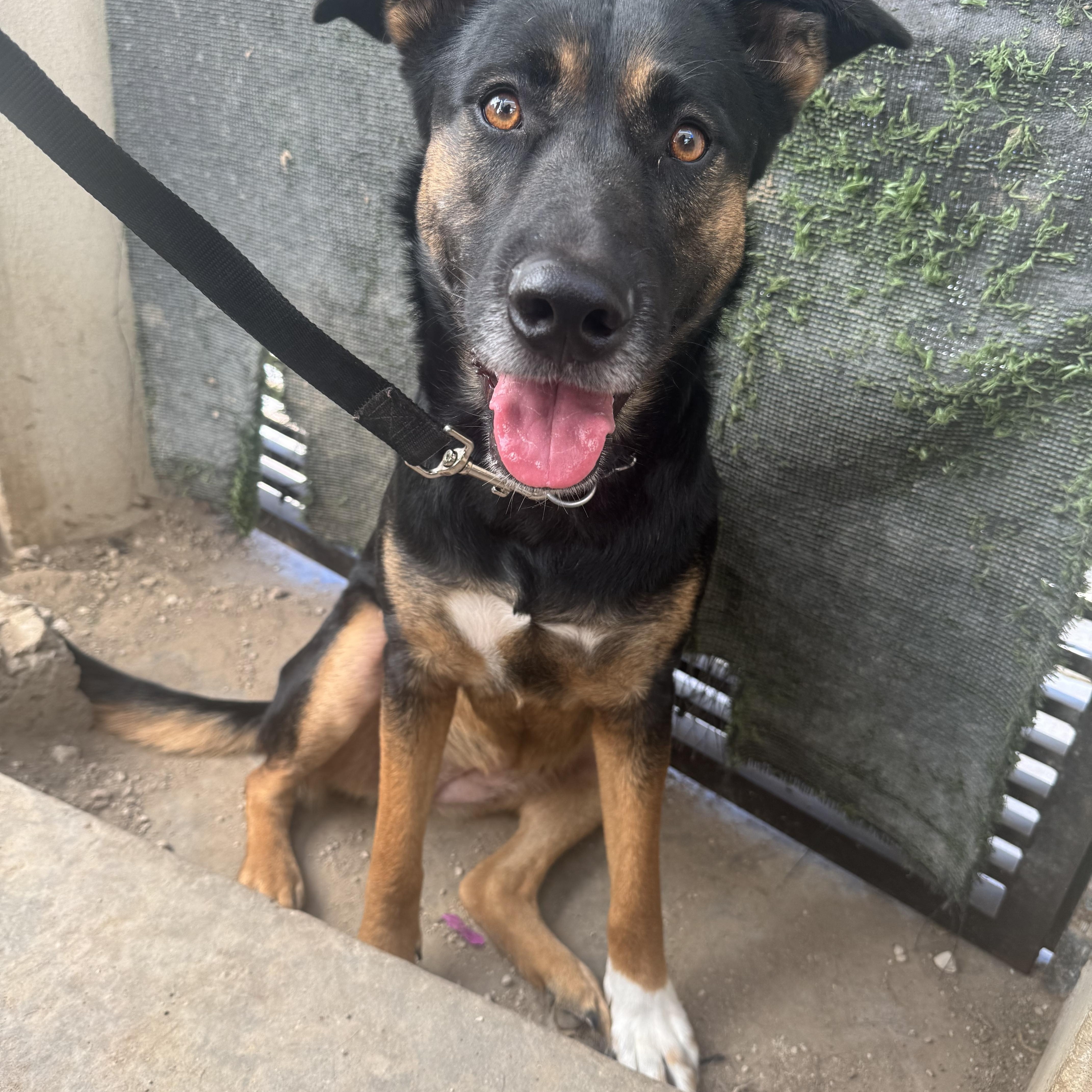 Enlarge Taylor, a Adoptable mixed breed in Puyallup, WA image 3/6