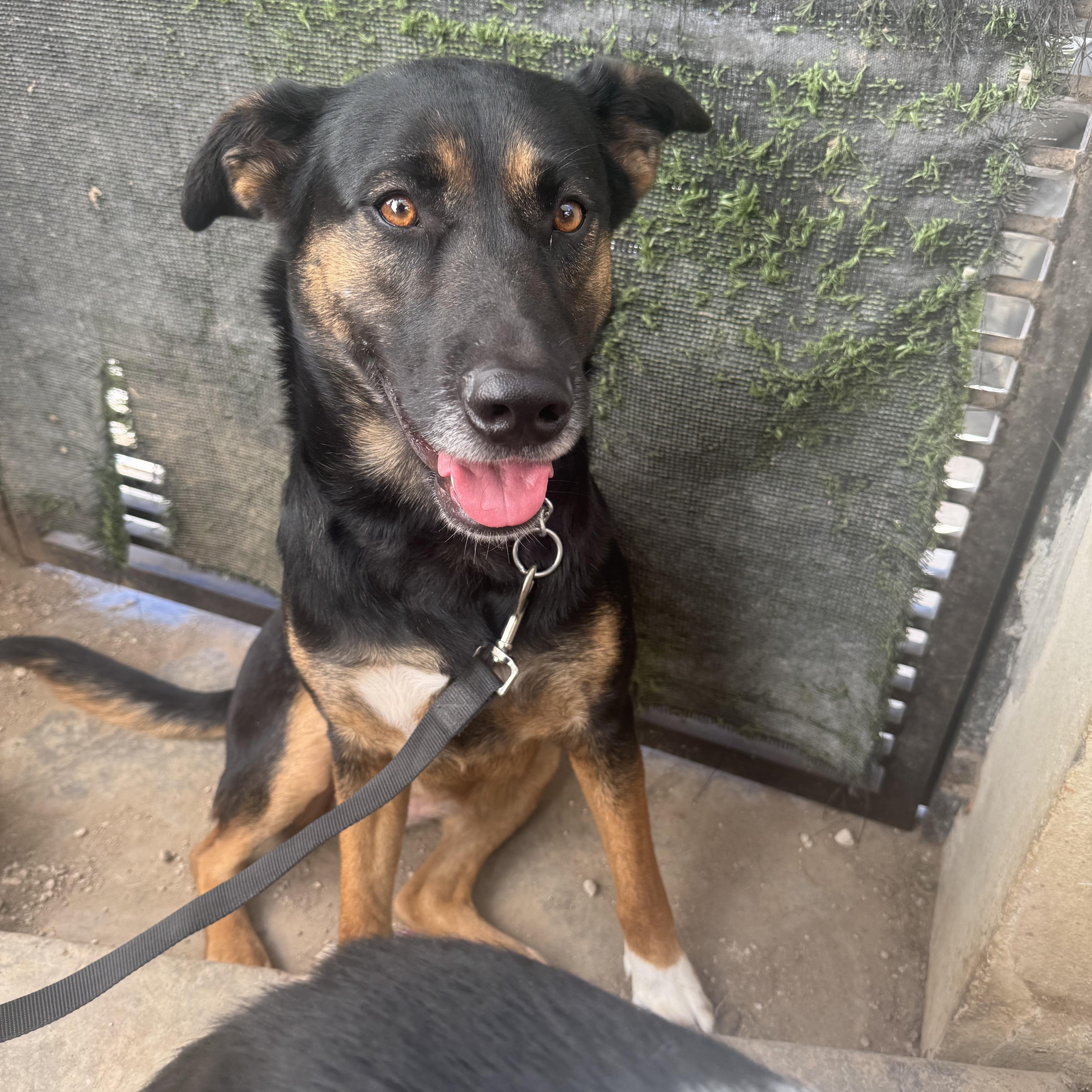 Enlarge Taylor, a Adoptable mixed breed in Puyallup, WA image 2/6