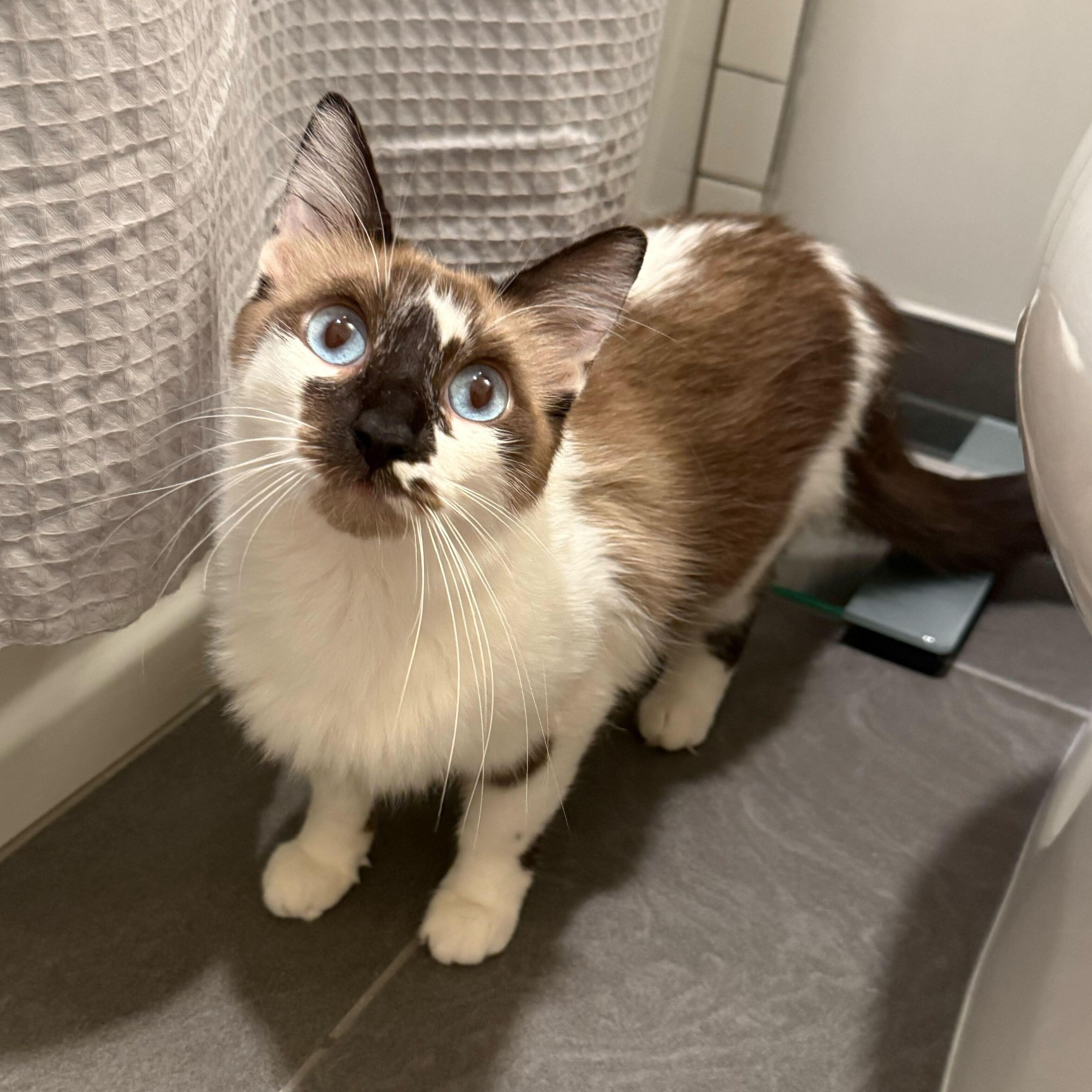 Arabella, an adoptable Snowshoe in East Brunswick, NJ, 08816 | Photo Image 3