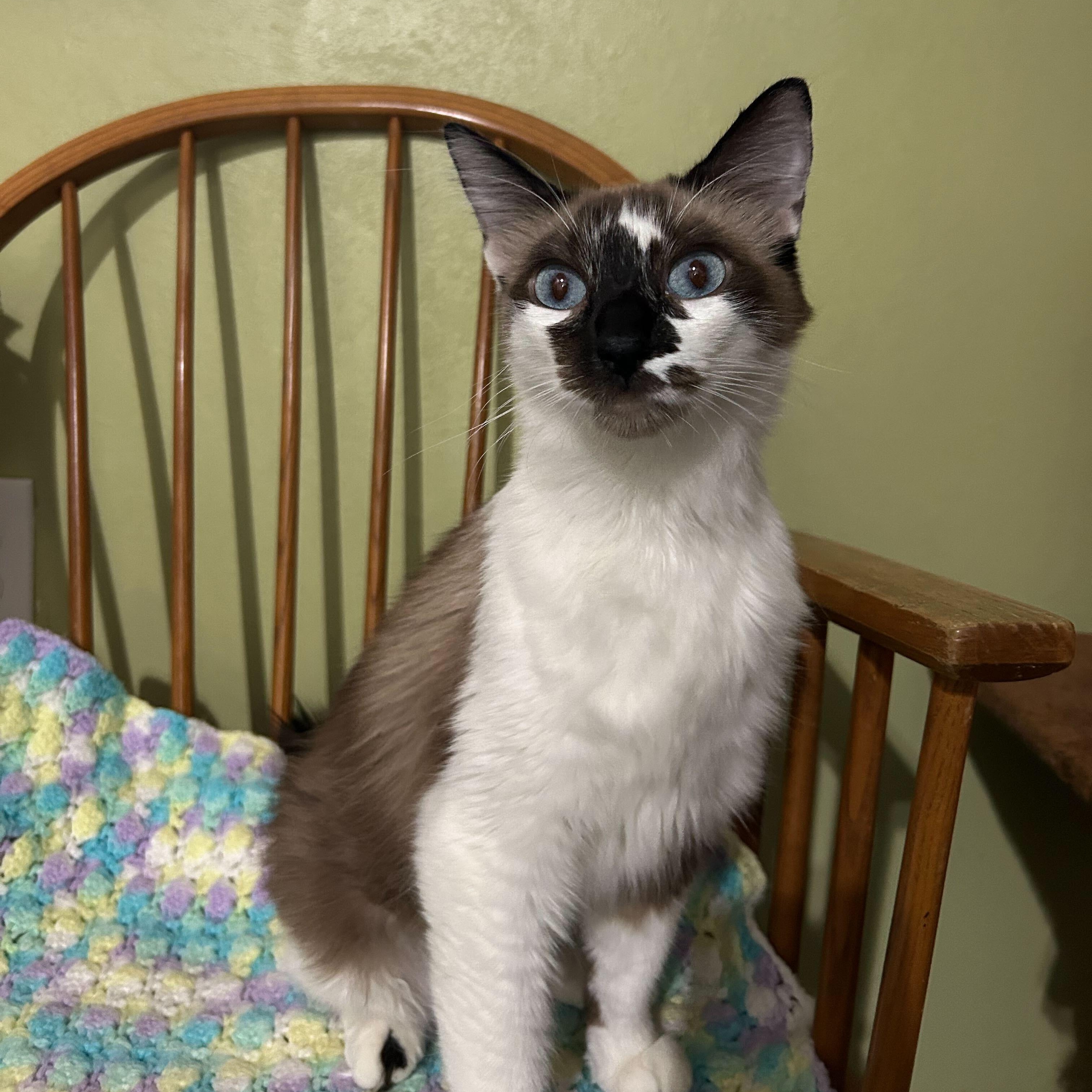 Arabella, a Adoptable Snowshoe in East Brunswick, NJ image 3/6