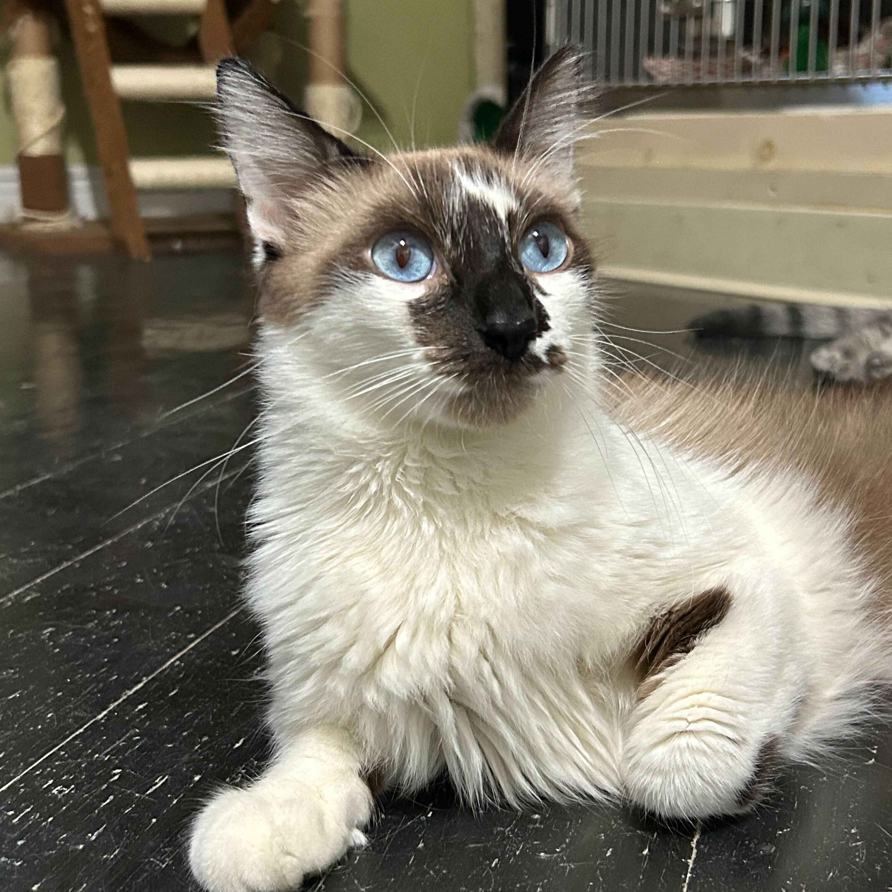 Arabella, a Adoptable Snowshoe in East Brunswick, NJ image 2/6