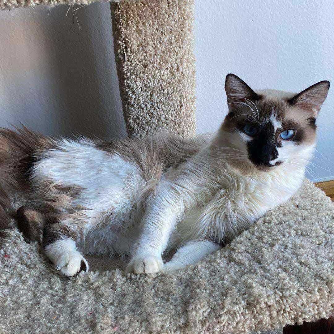Arabella, an adoptable Snowshoe in East Brunswick, NJ, 08816 | Photo Image 6