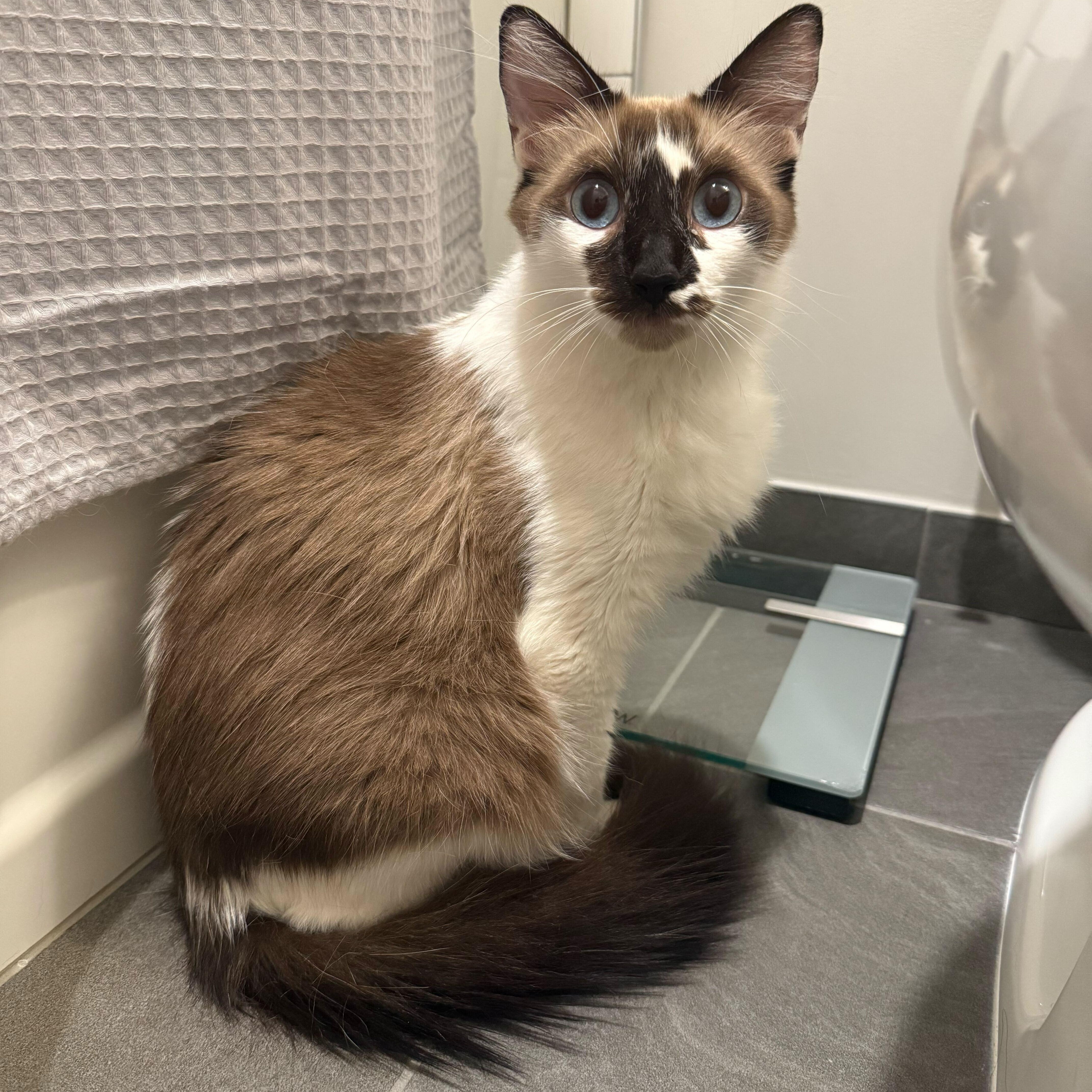 Arabella, an adoptable Snowshoe in East Brunswick, NJ, 08816 | Photo Image 5