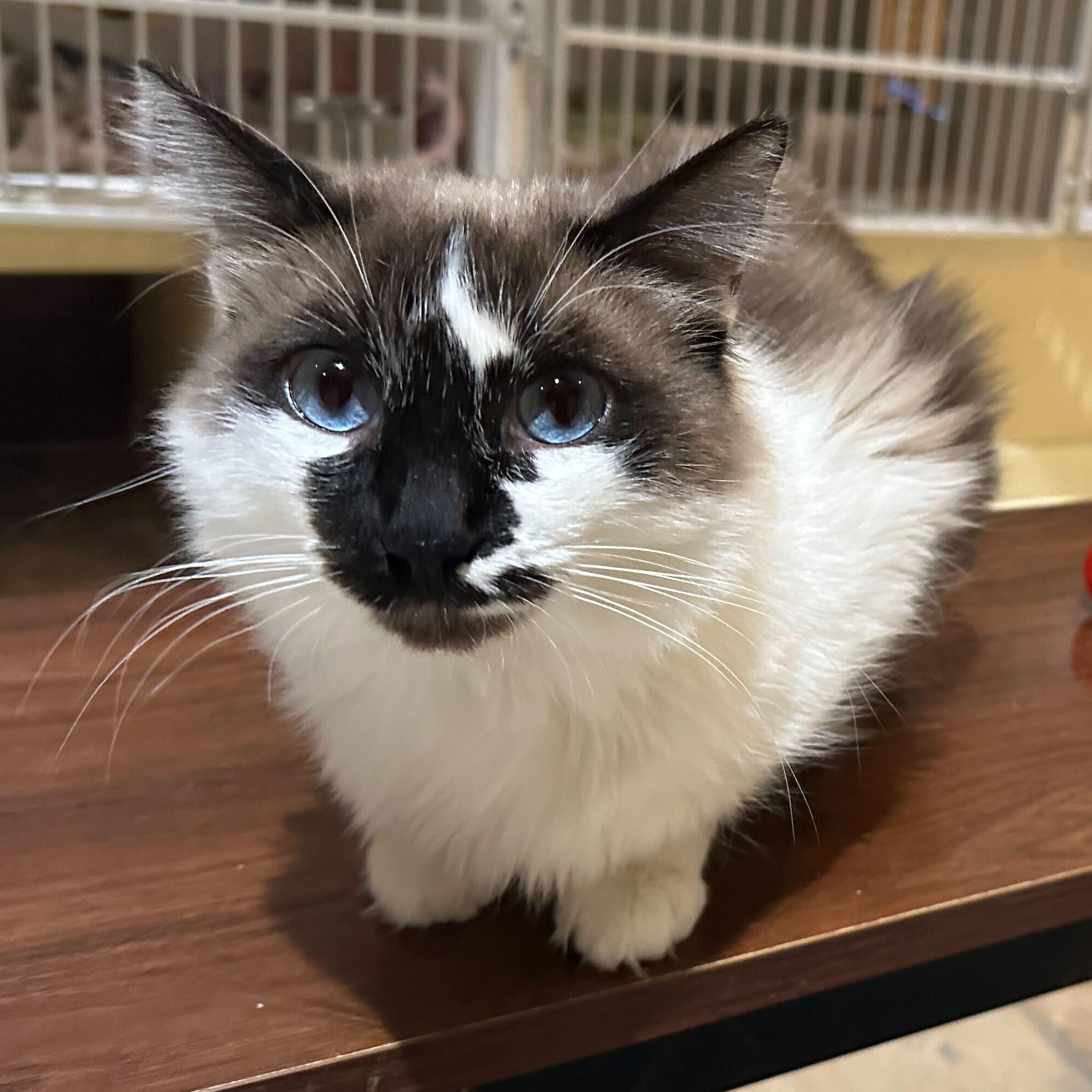 Arabella, a Adoptable Snowshoe in East Brunswick, NJ image 1/6