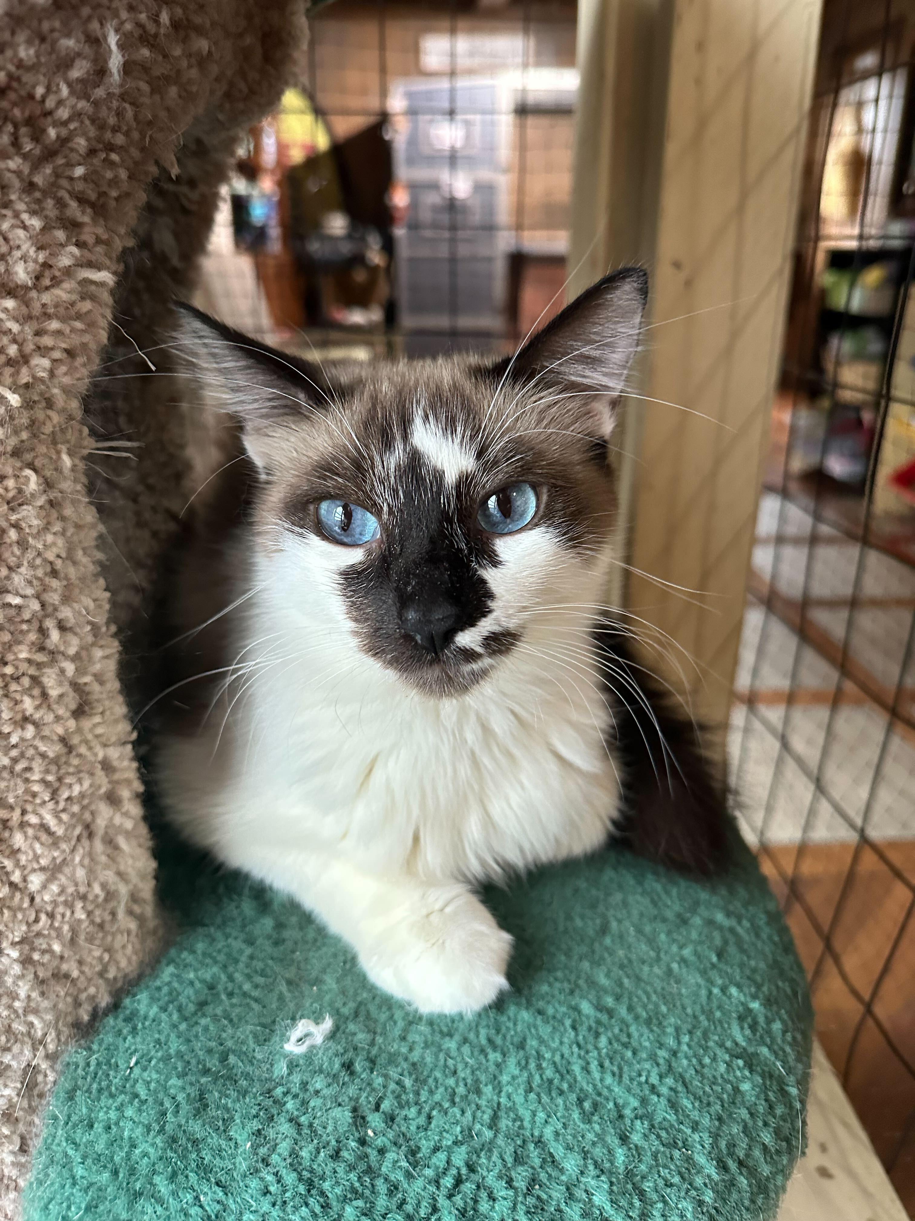 Arabella, an adoptable Snowshoe in East Brunswick, NJ, 08816 | Photo Image 2