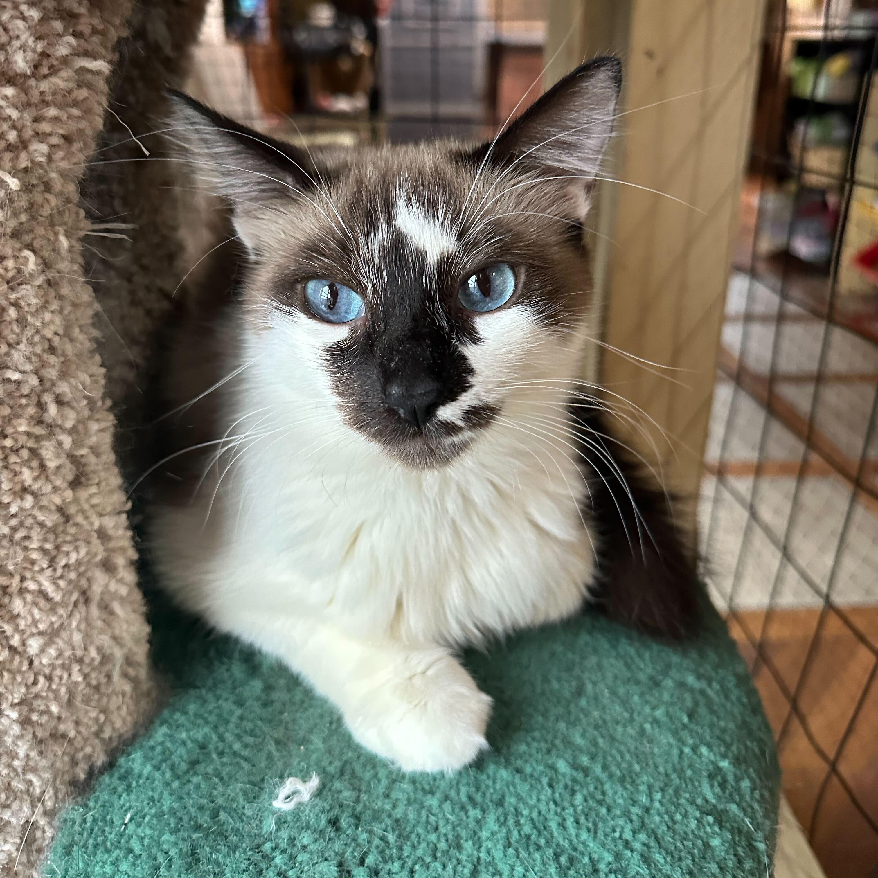 Arabella, a Adoptable Snowshoe in East Brunswick, NJ image 4/6