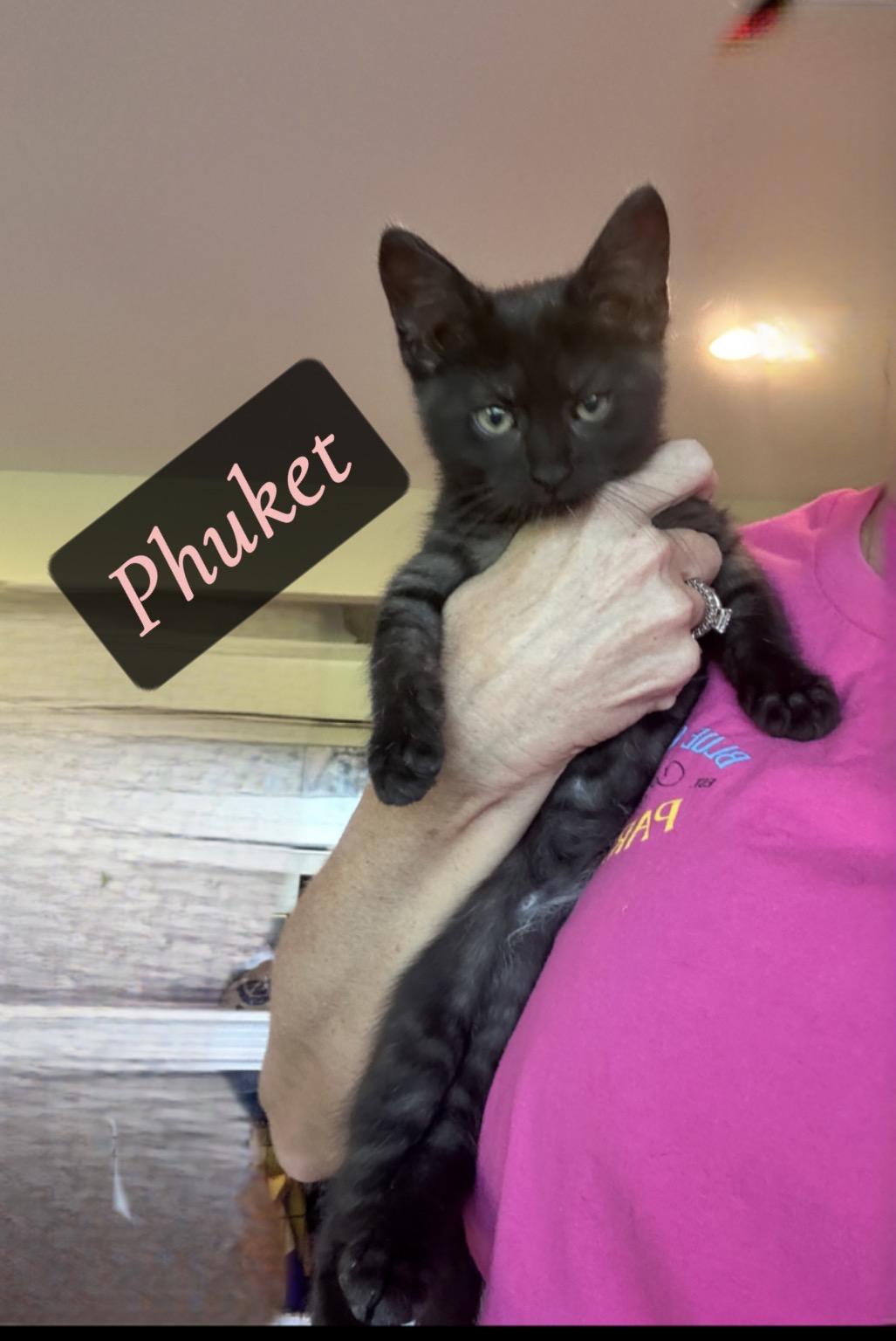 Phuket (Poo-ket), Adopted, Kitten Female Domestic Medium Hair.