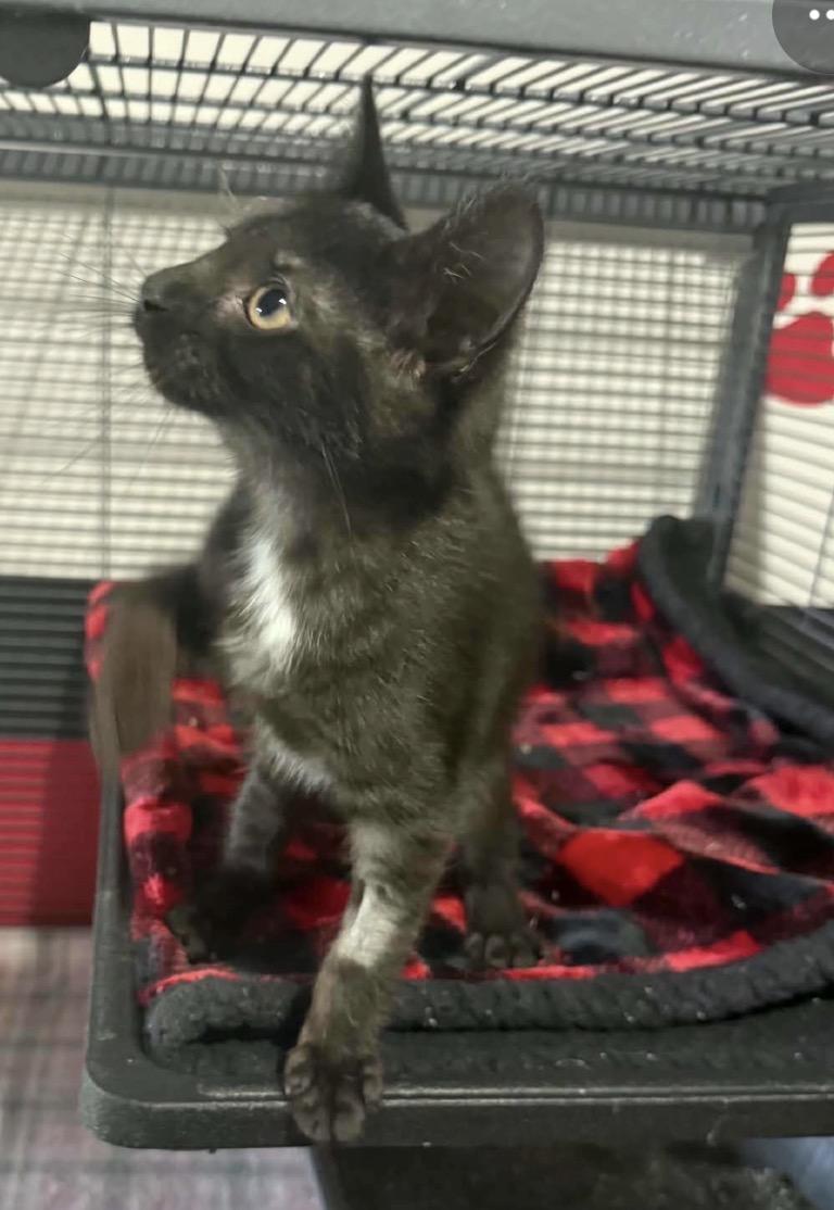 Enlarge Phuket (Poo-ket), a Adopted Domestic Medium Hair in Saginaw, MI image 2/2
