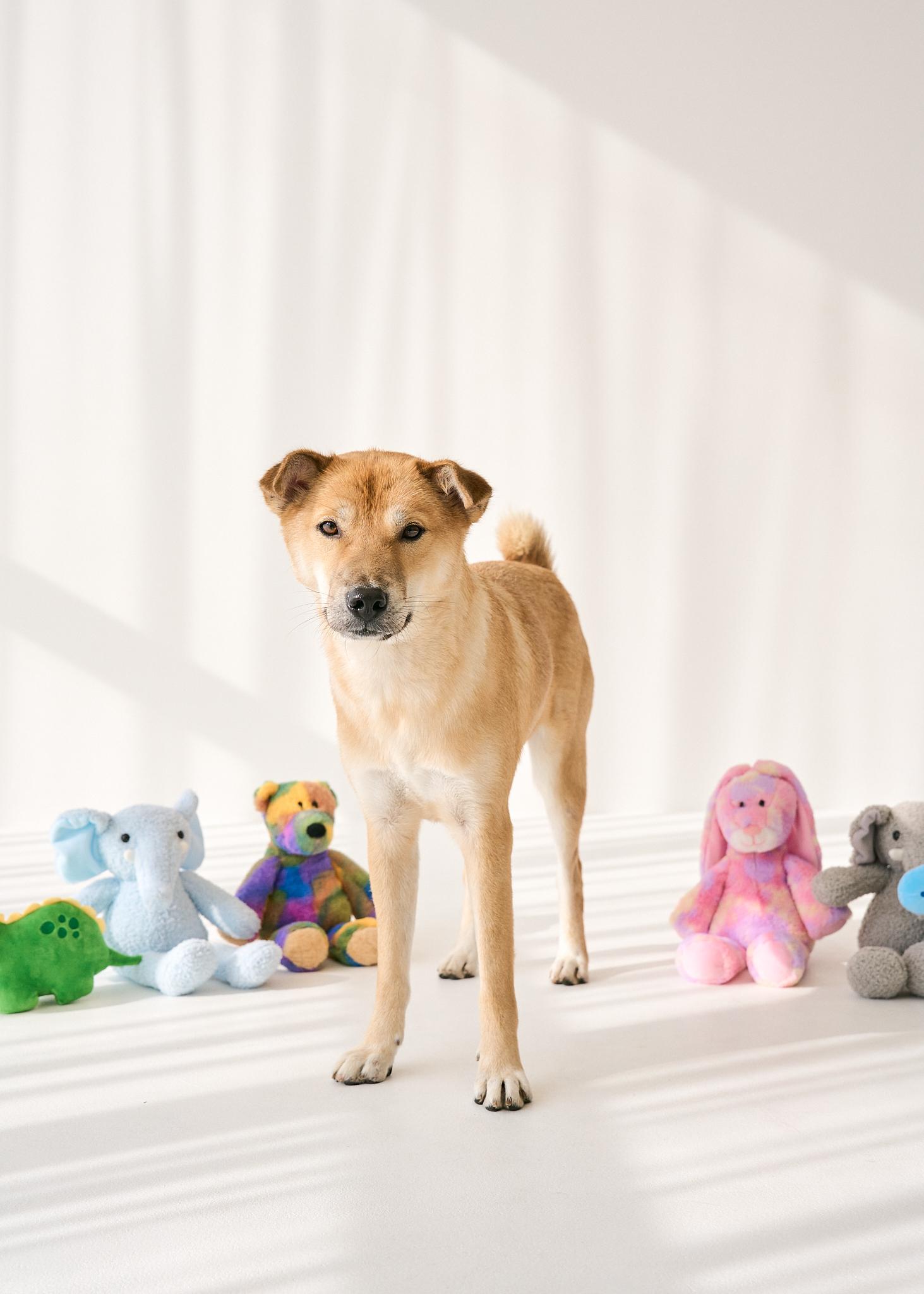 Enlarge BONGGU, a ADOPTABLE mixed breed in Centreville, VA image 4/6