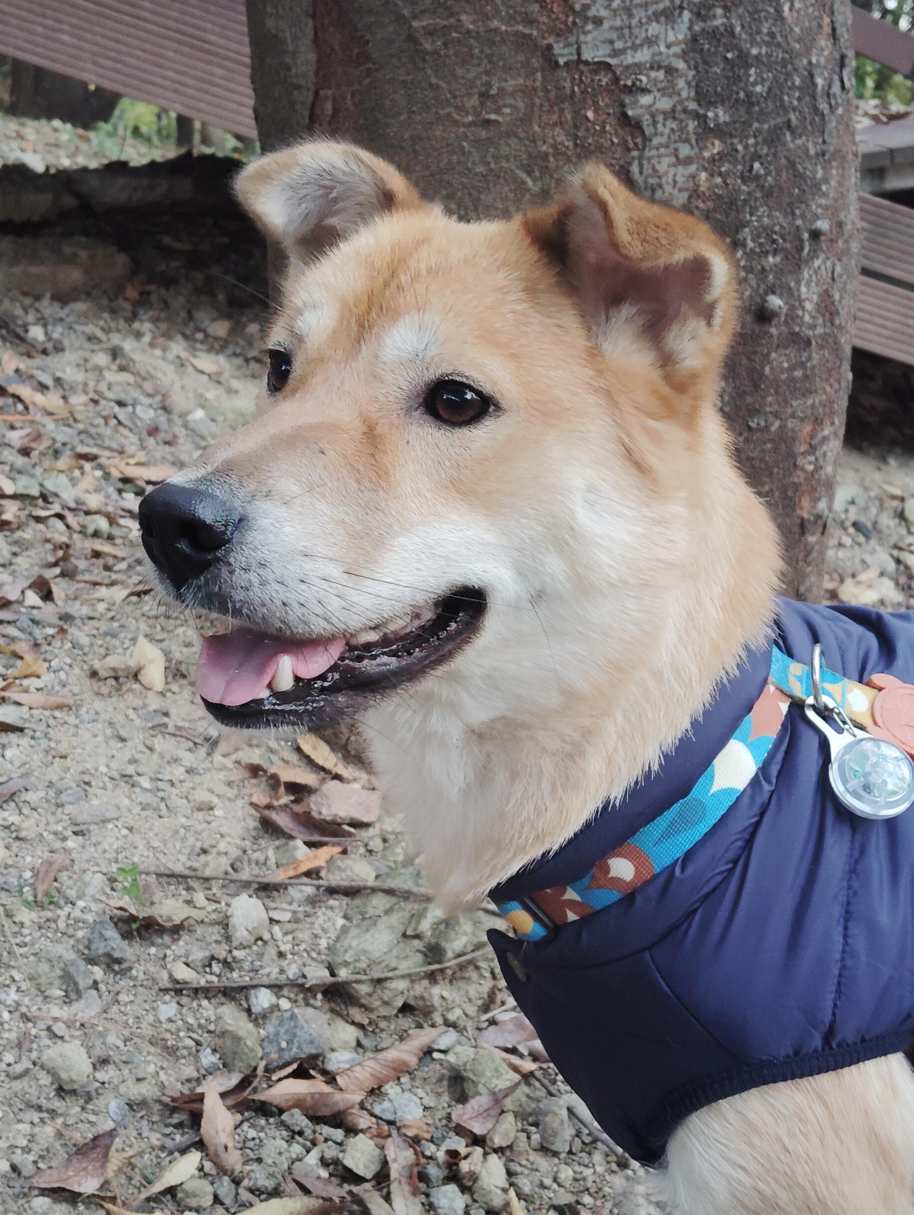 Enlarge BONGGU, a ADOPTABLE mixed breed in Centreville, VA image 6/6