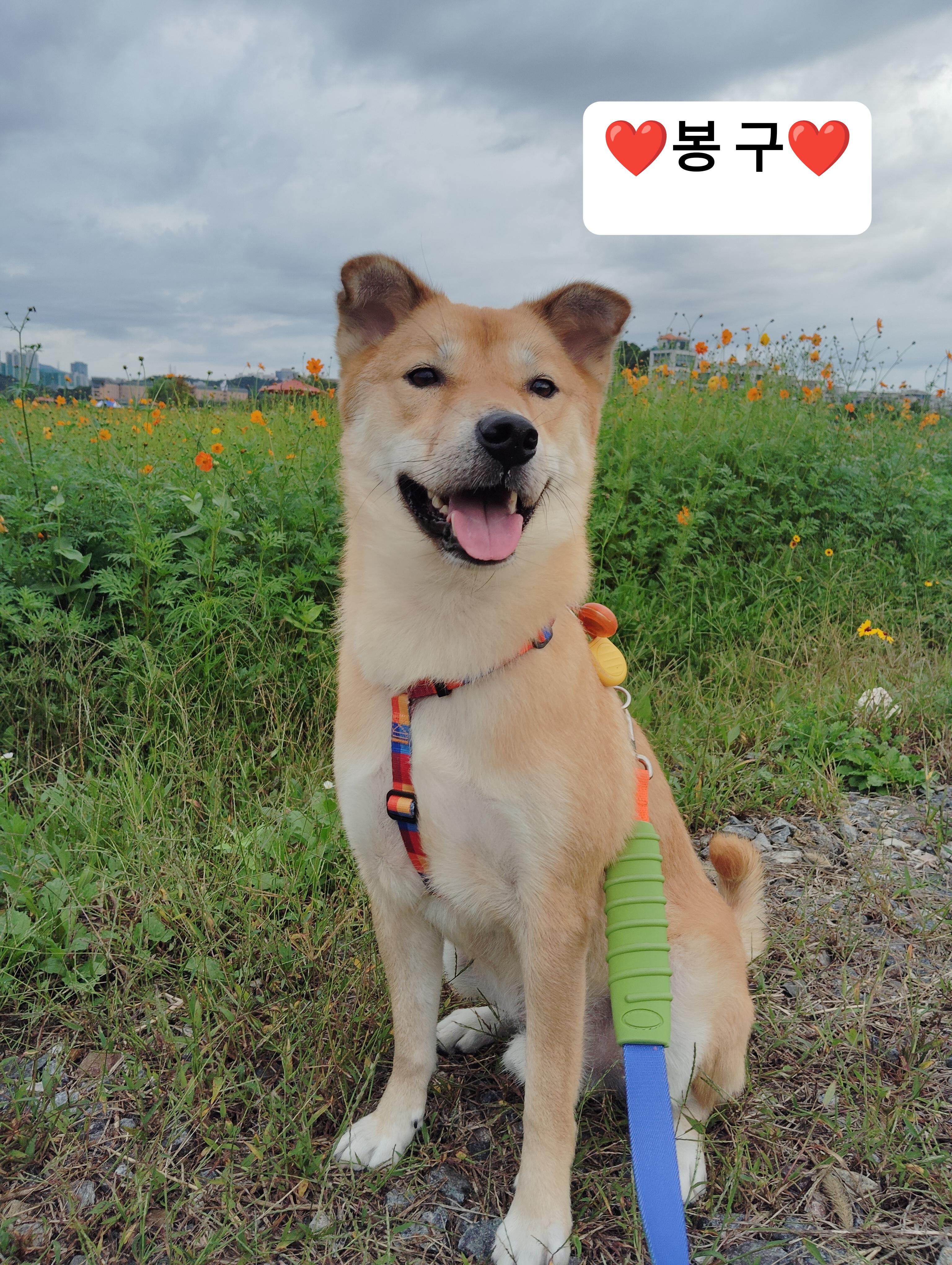 BONGGU, ADOPTABLE, Young Male Jindo.