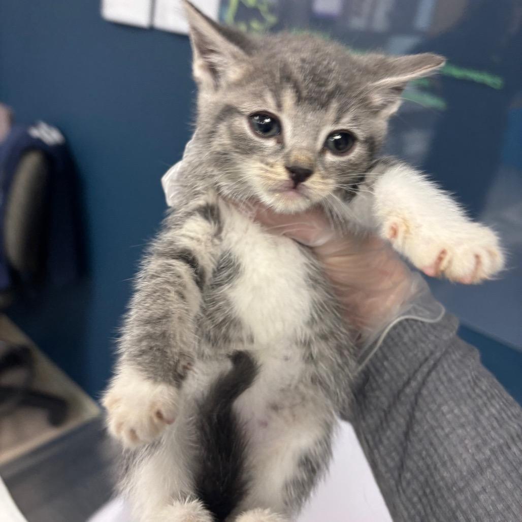 Cats & Kittens for Adoption in Vineland, NJ | Petfinder