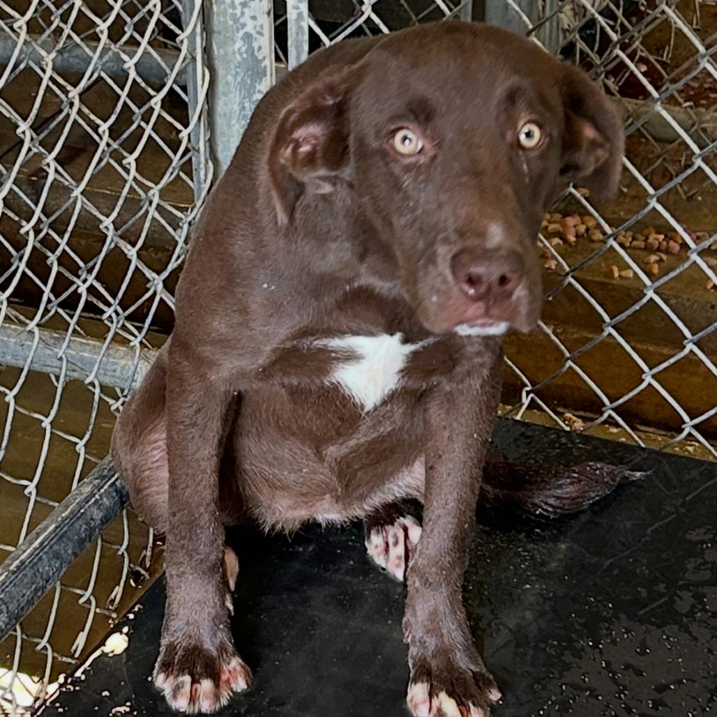 Enlarge Addie, a Adoptable mixed breed in Smithfield, NC image 2/2