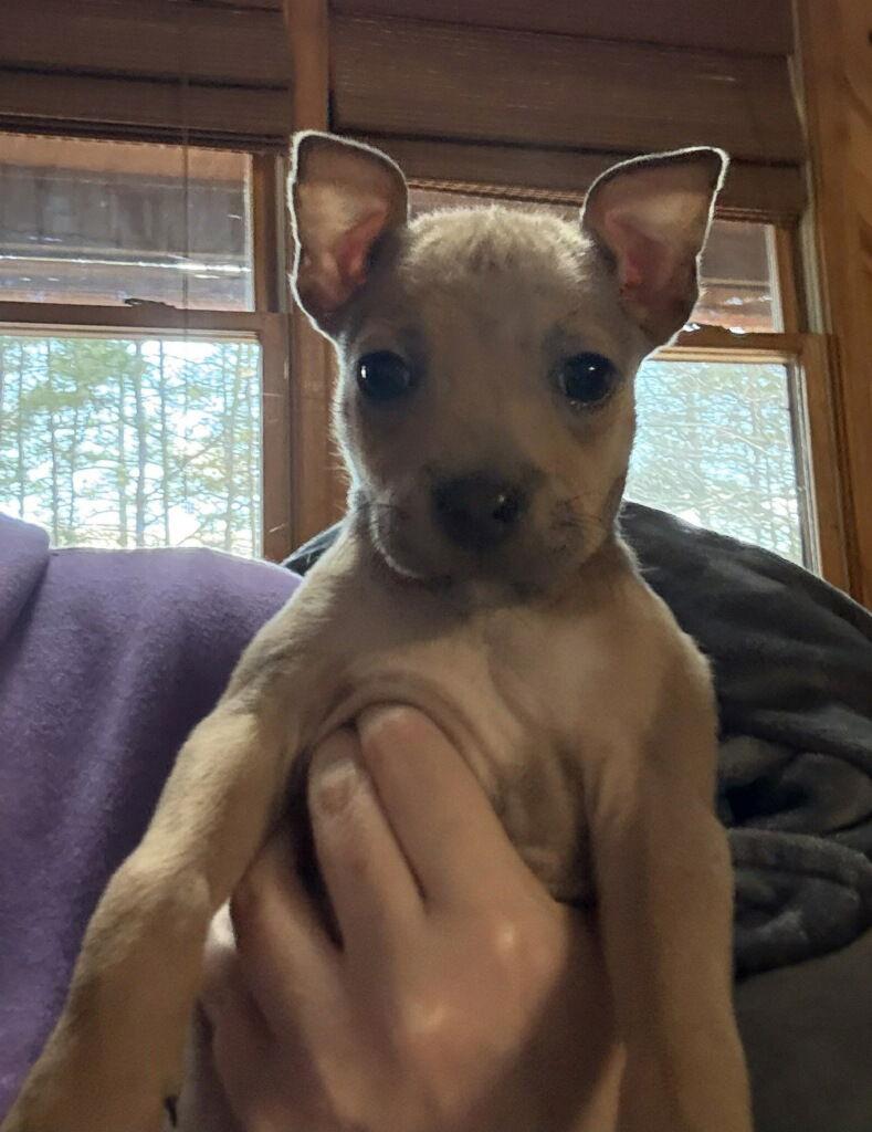 Enlarge Tasisia /Wren, a Adopted Pit Bull Terrier in Blairsville, GA image 1/1