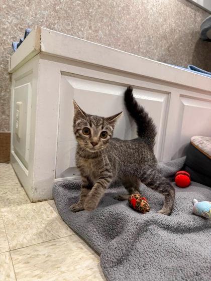 Cora, Adoptable, Kitten Female Domestic Short Hair & Domestic Short Hair.