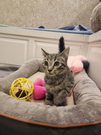 Cora, a Adoptable mixed breed in Scottsbluff, NE image 2/3