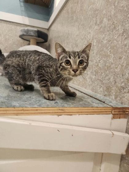 Cora, a Adoptable mixed breed in Scottsbluff, NE image 3/3