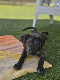 Yakky, Adoptable, Puppy Male Hound & Mixed Breed.