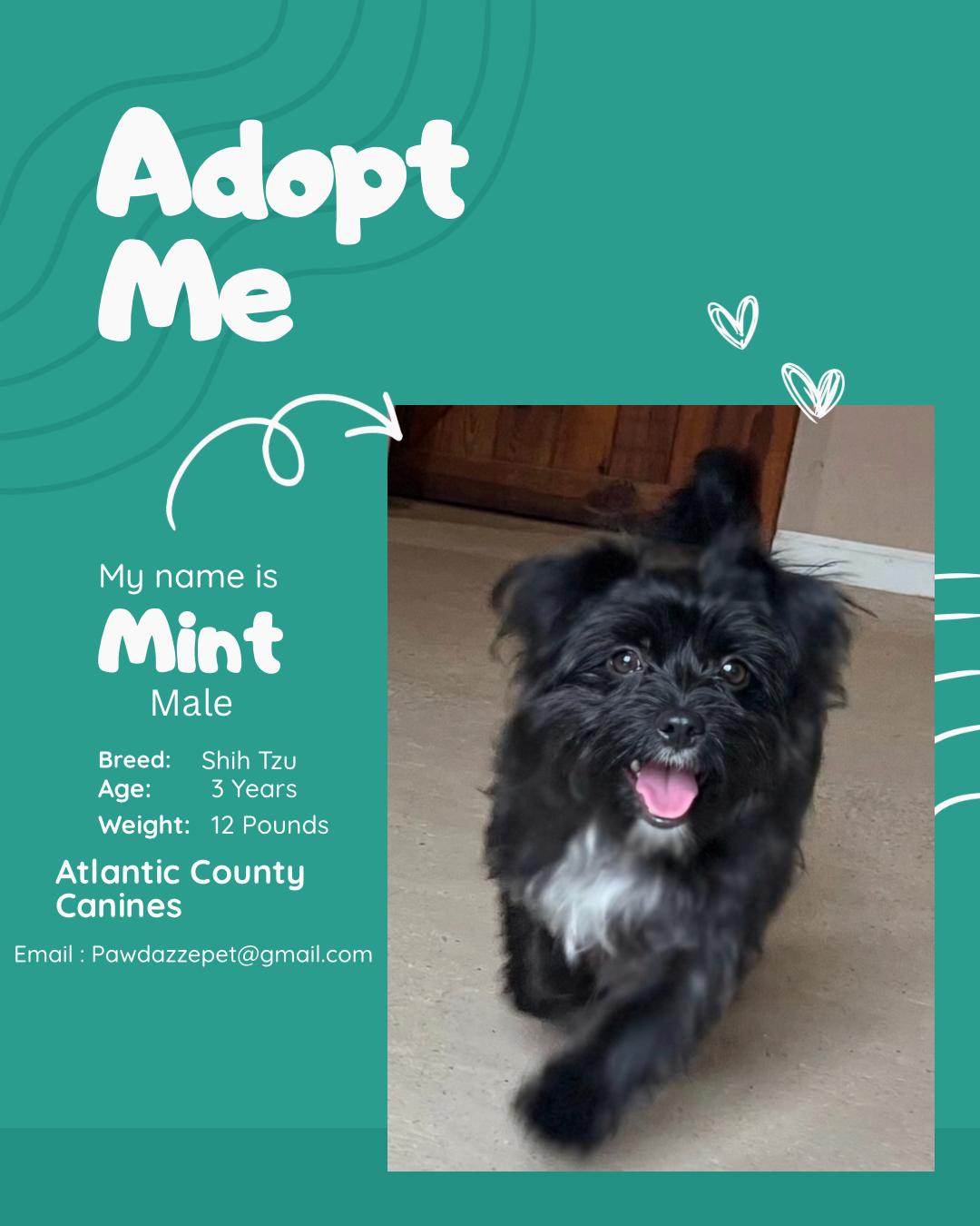 Enlarge Mint, a Adoptable mixed breed in Egg Harbor City, NJ image 3/4