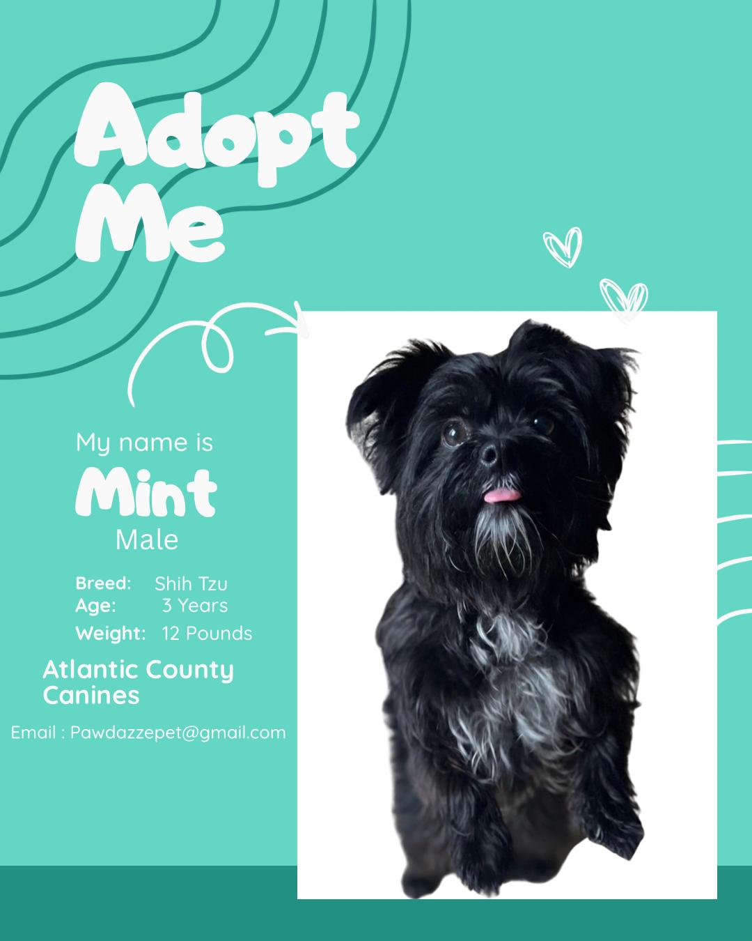Enlarge Mint, a Adoptable mixed breed in Egg Harbor City, NJ image 4/4