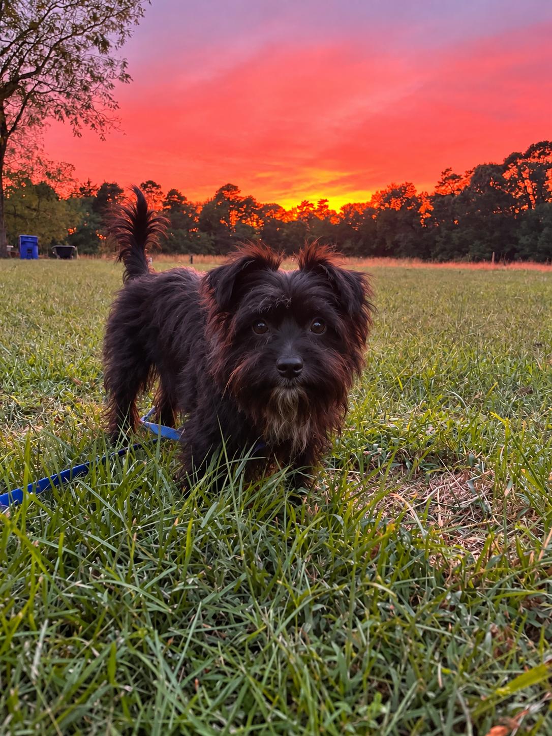 Enlarge Mint, a Adoptable mixed breed in Egg Harbor City, NJ image 2/4