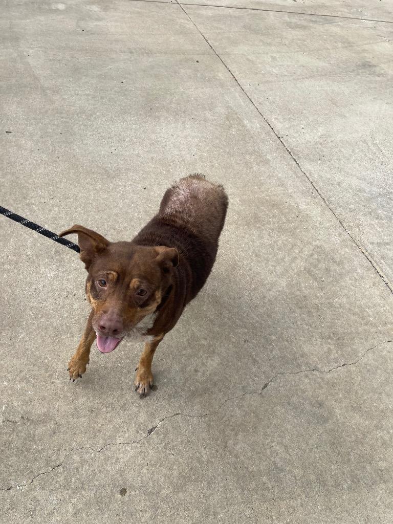 Enlarge Goofy, a Adoptable mixed breed in Belton, TX image 1/1