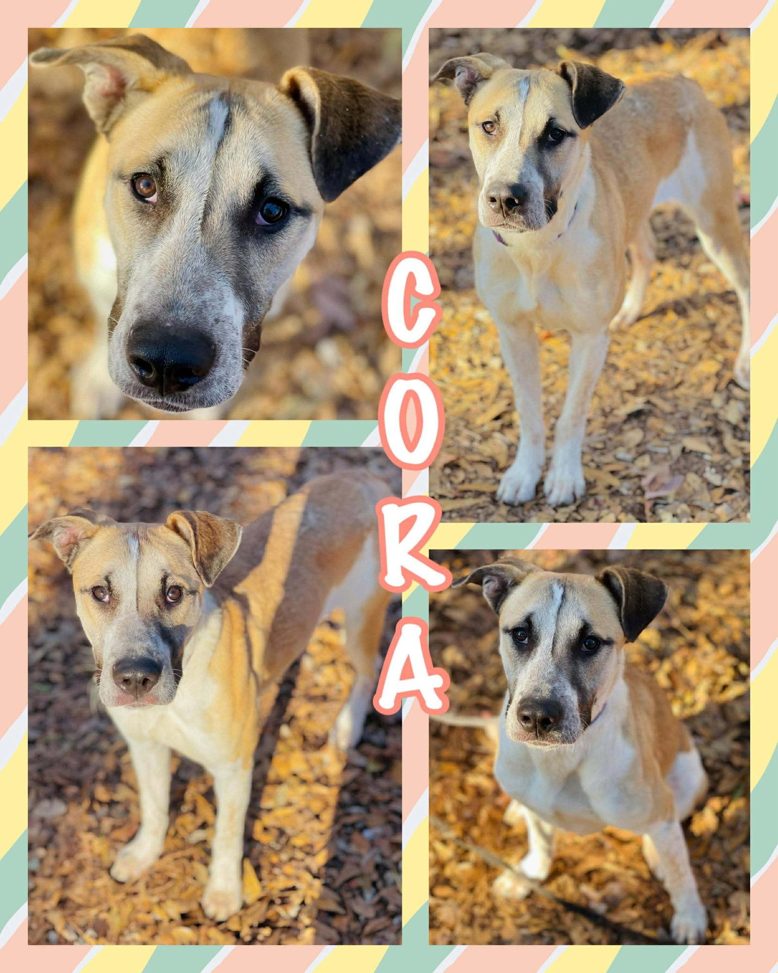 Enlarge COURTESY POST..Cora, a Adoptable mixed breed in Social Circle, GA image 1/3
