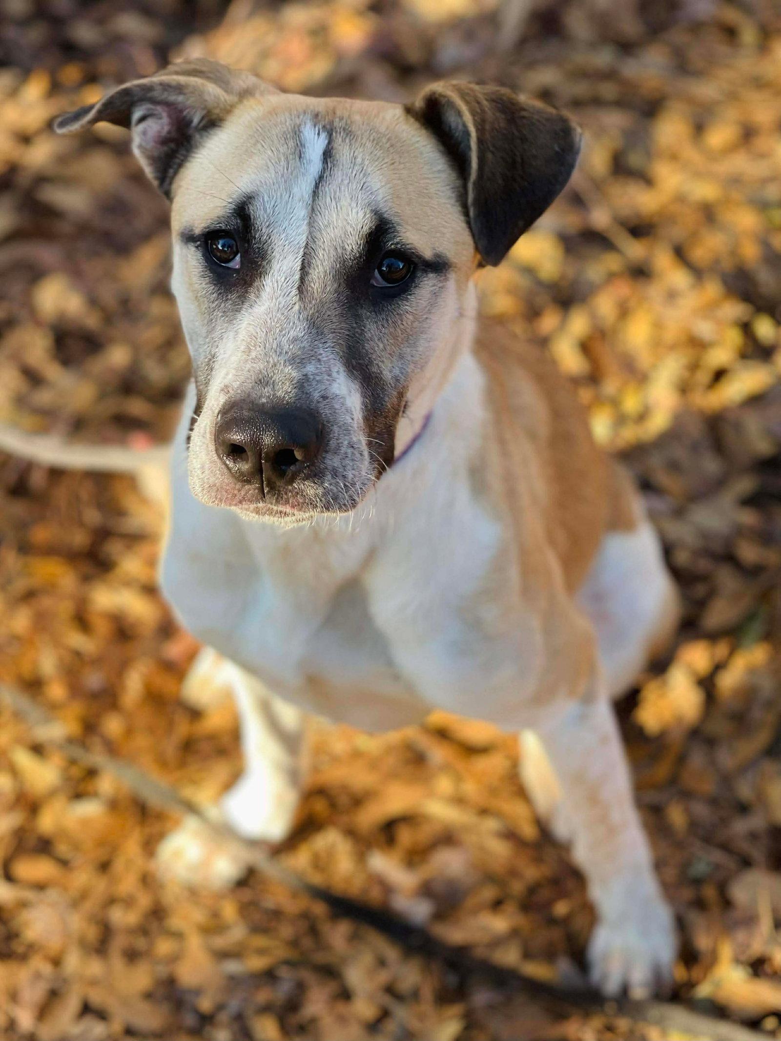 Enlarge COURTESY POST..Cora, a Adoptable mixed breed in Social Circle, GA image 2/3