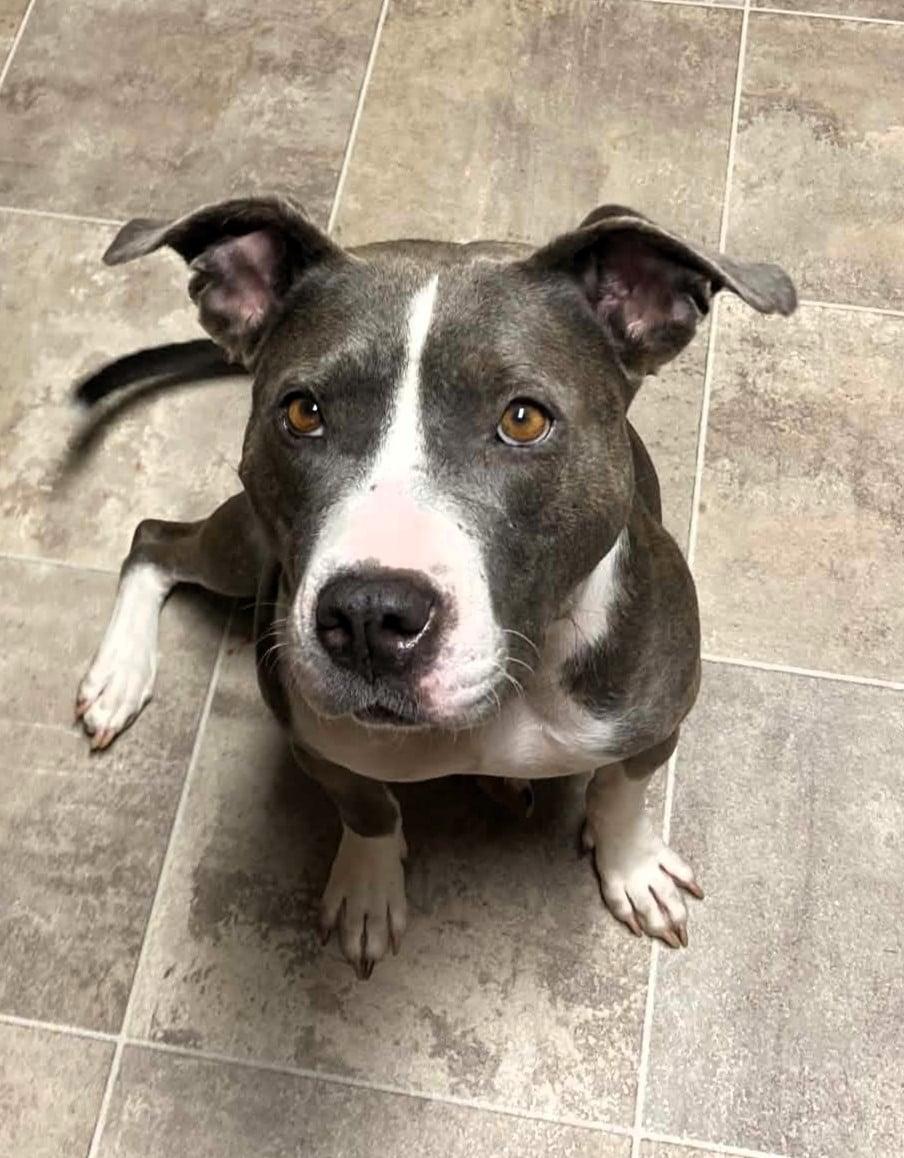 Opal, ADOPTABLE, Young Female American Staffordshire Terrier & American Bully.