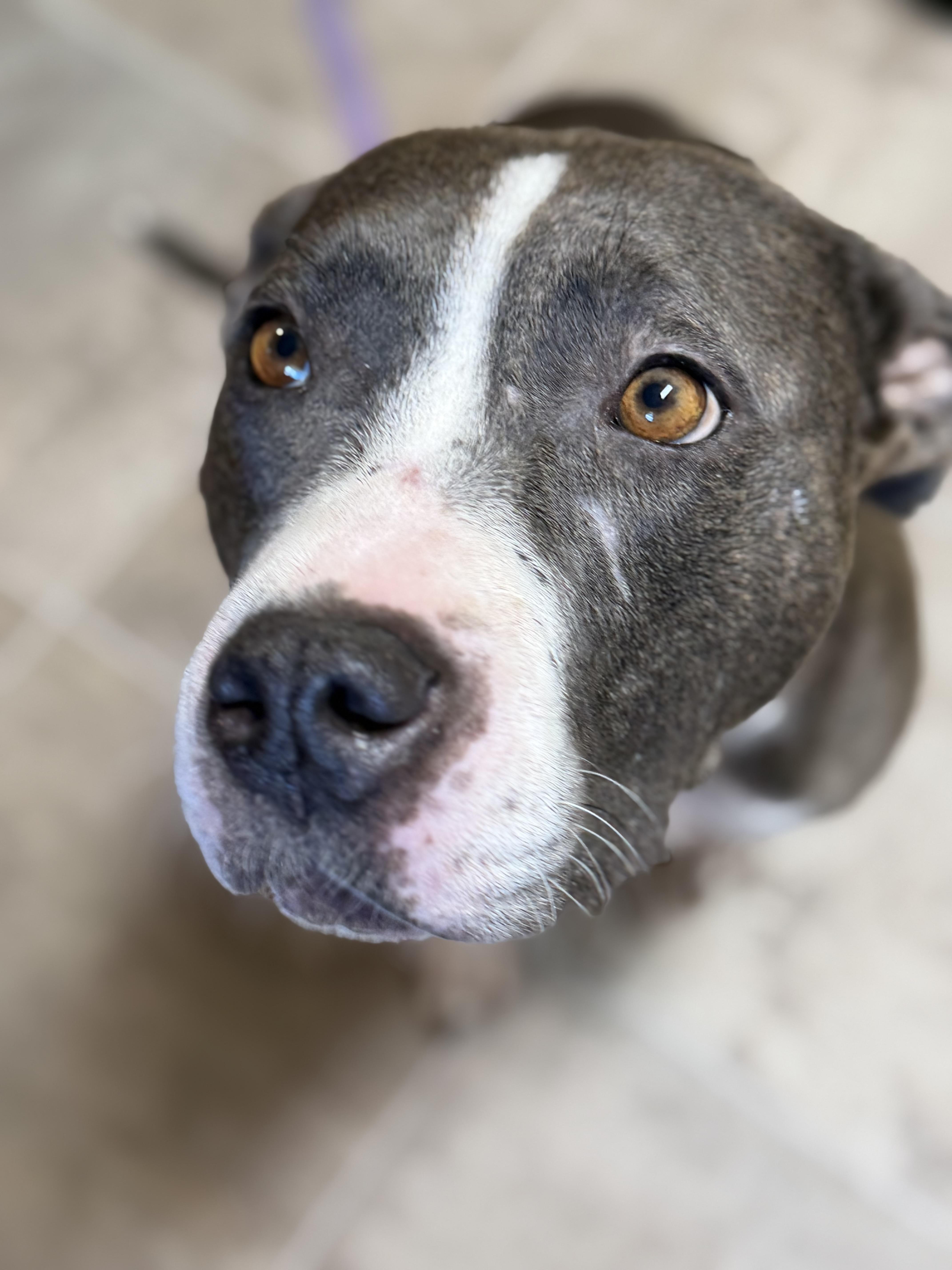 Opal, a ADOPTABLE mixed breed in Sanford, NC image 2/5