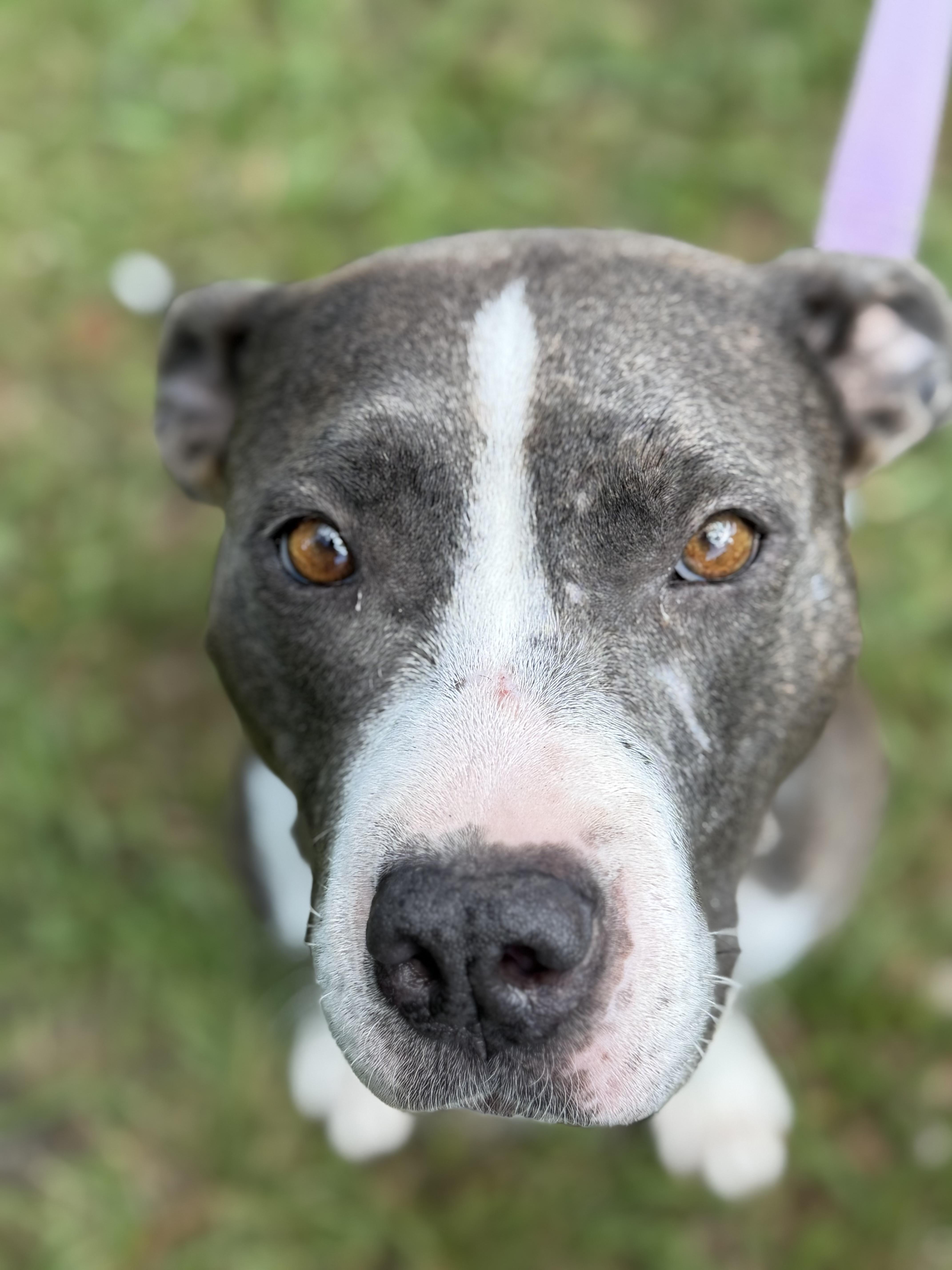 Opal, a ADOPTABLE mixed breed in Sanford, NC image 5/5