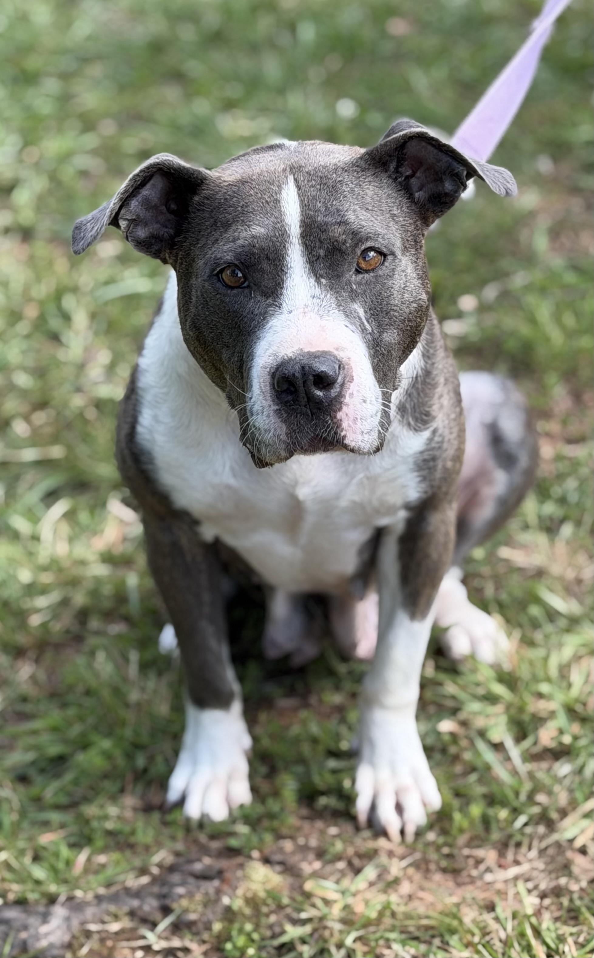 Opal, a ADOPTABLE mixed breed in Sanford, NC image 3/5