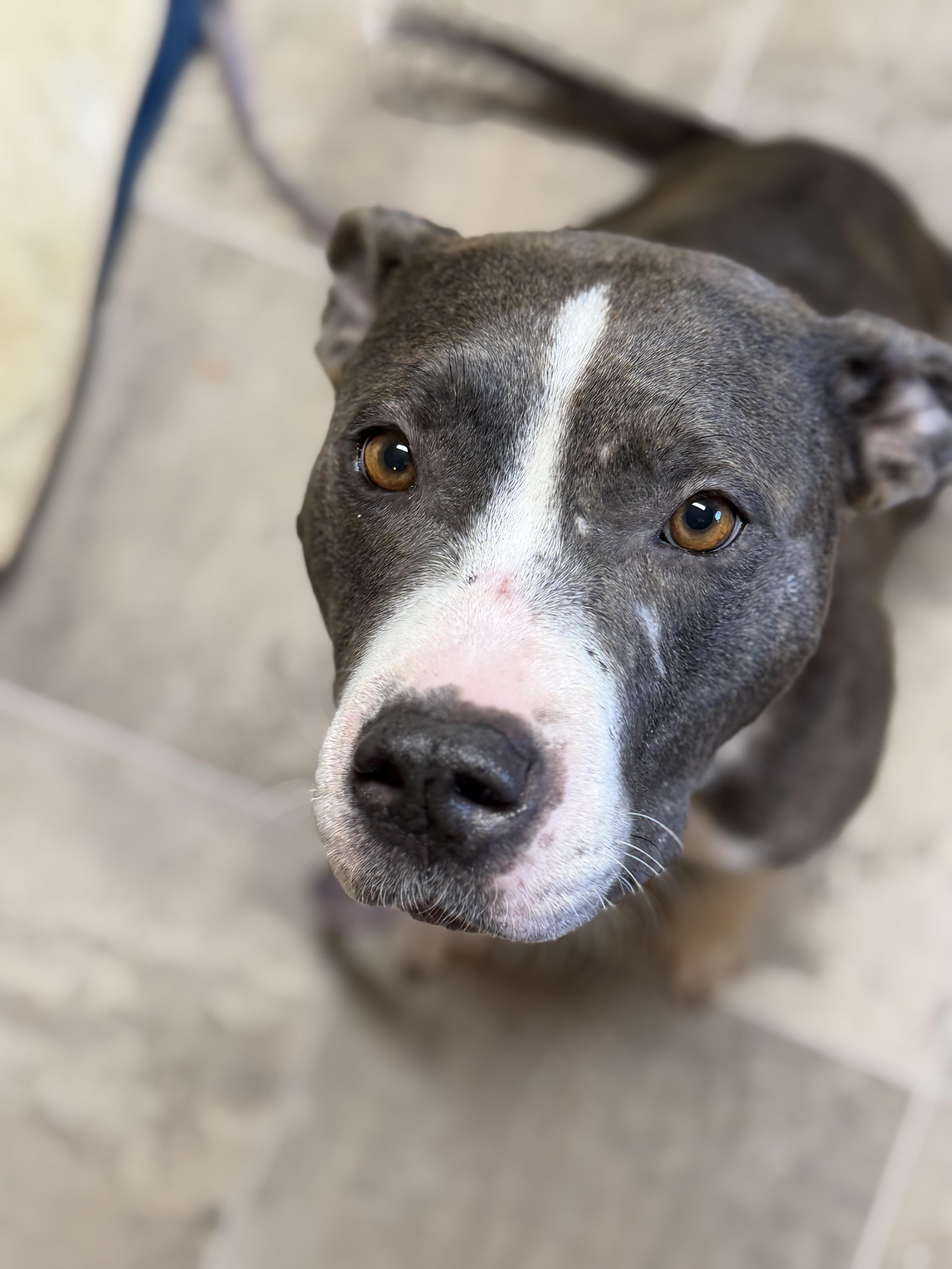 Opal, a ADOPTABLE mixed breed in Sanford, NC image 4/5