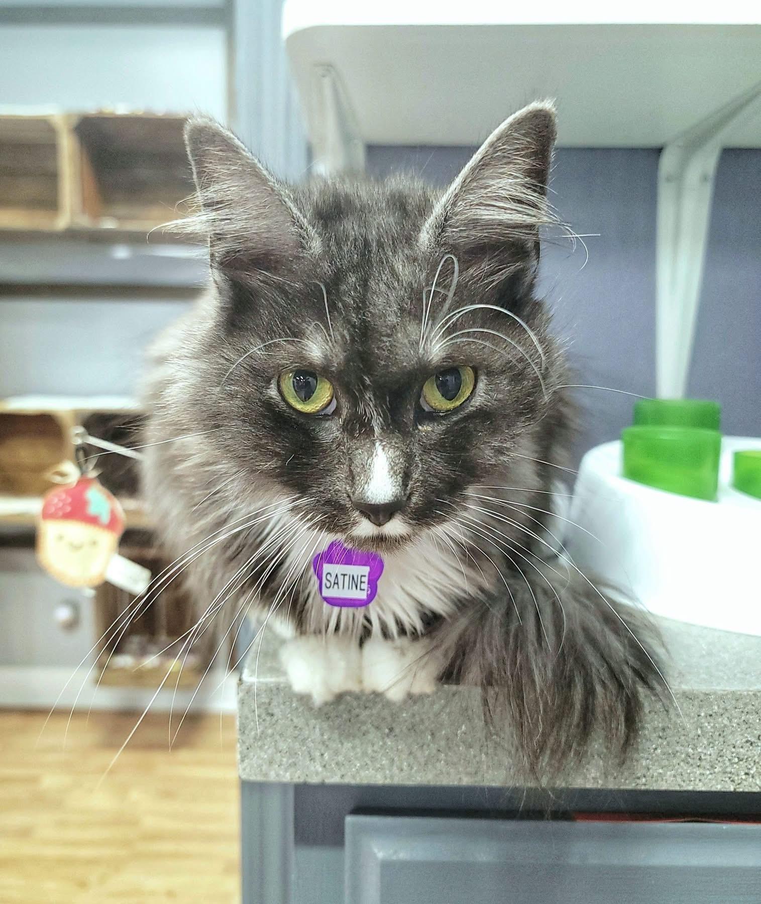 Enlarge Satine, a Adoptable Domestic Medium Hair in Grand Rapids, MI image 3/6