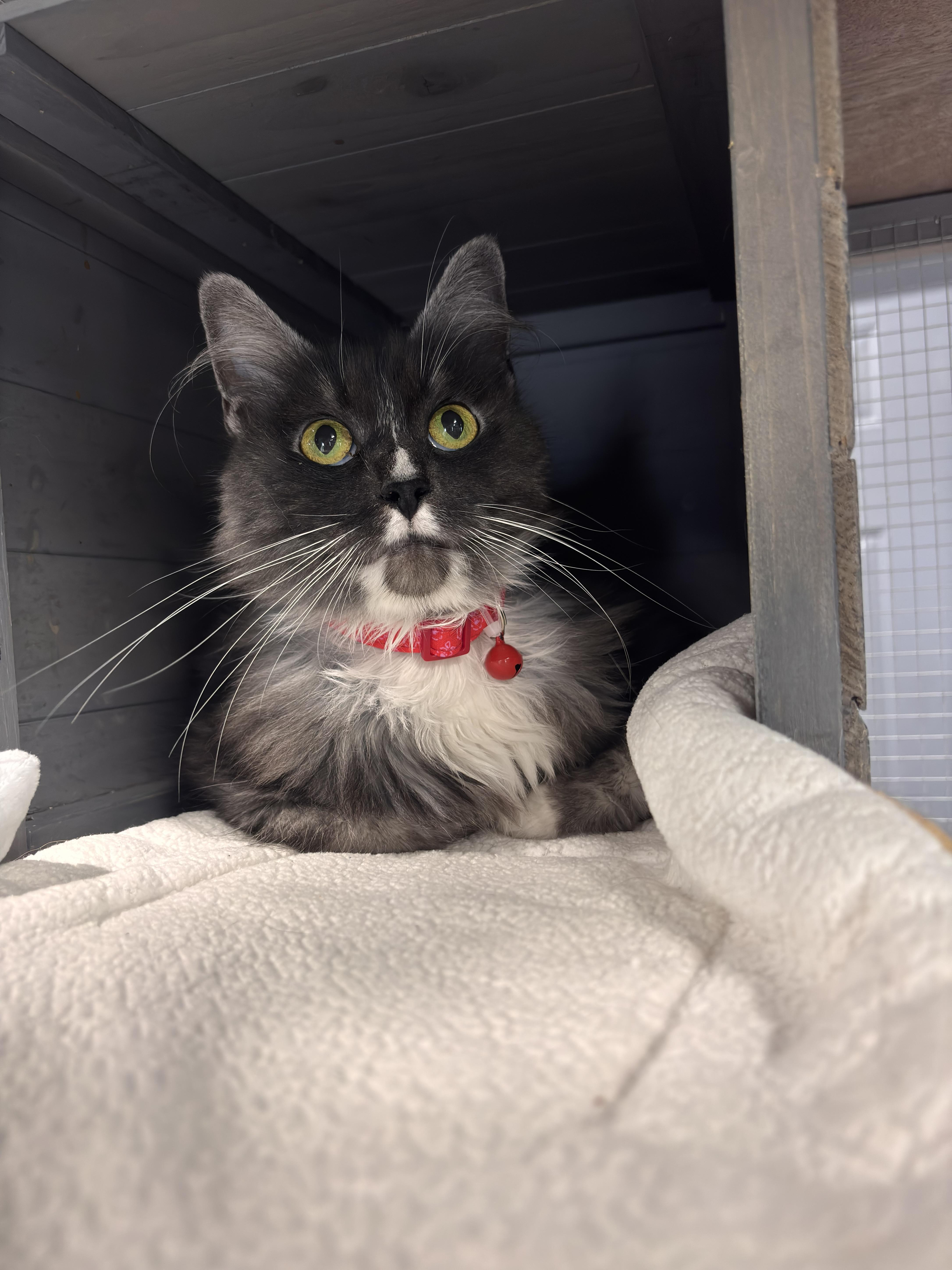 Enlarge Satine, a Adoptable Domestic Medium Hair in Grand Rapids, MI image 5/6