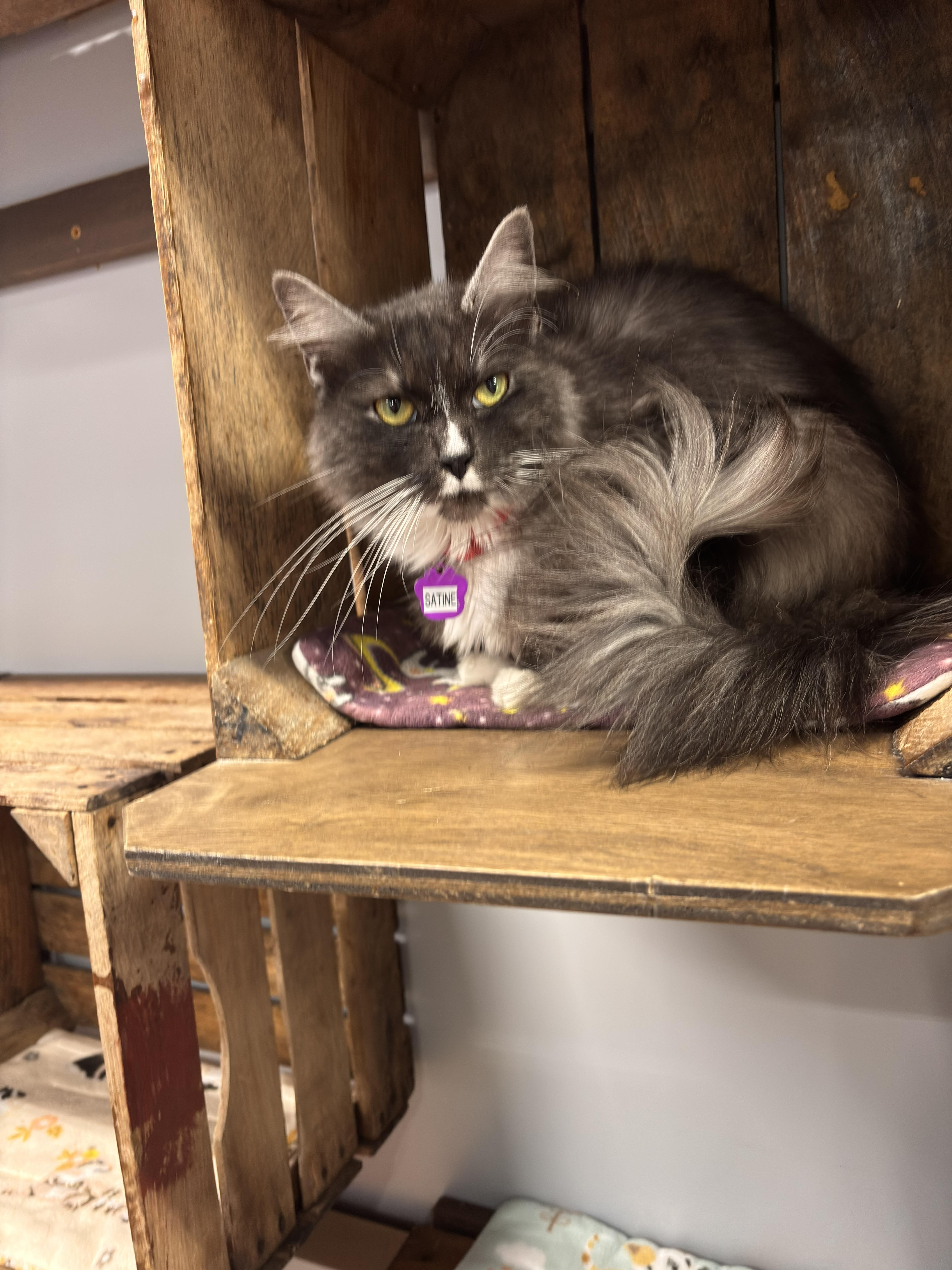 Enlarge Satine, a Adoptable Domestic Medium Hair in Grand Rapids, MI image 6/6