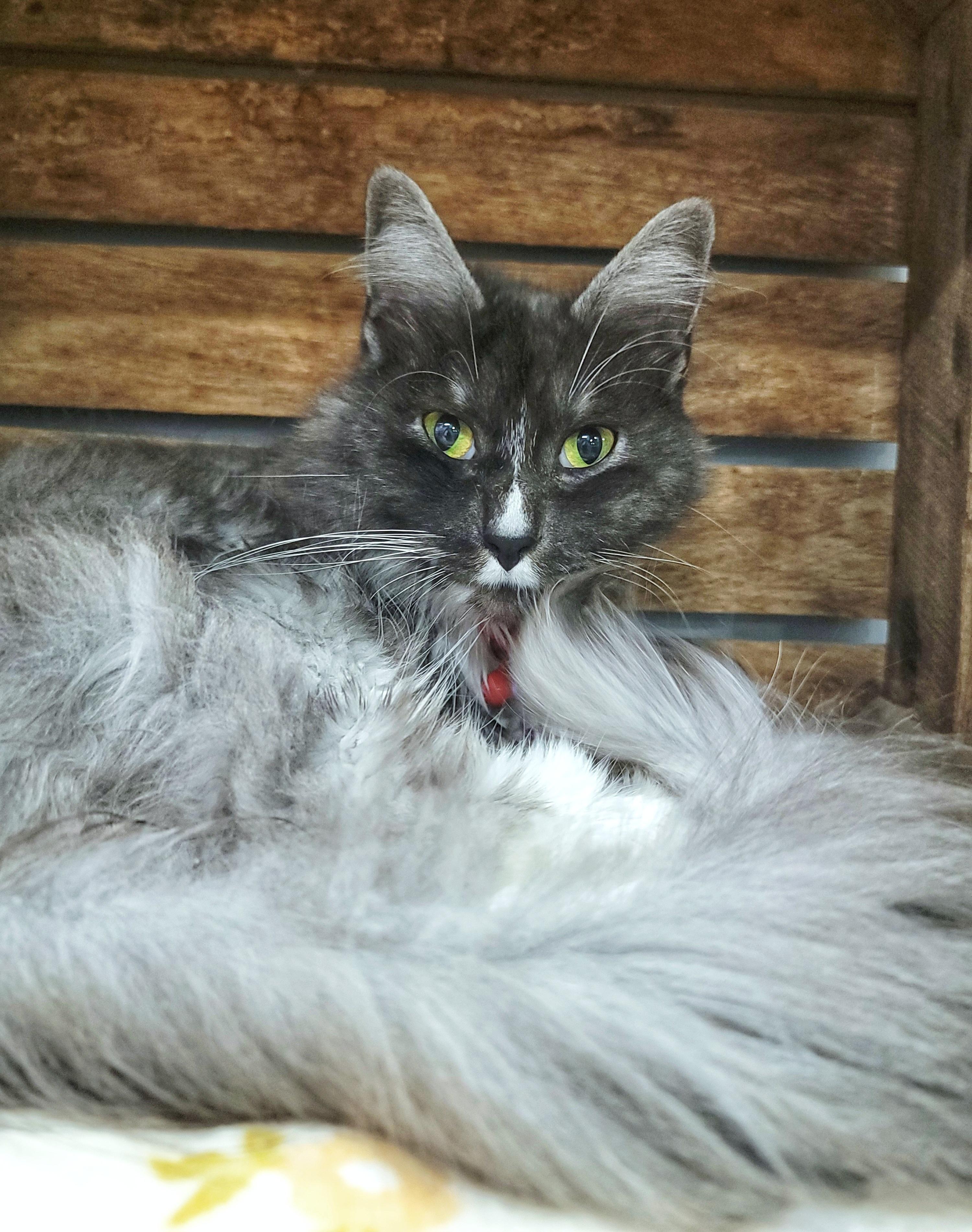 Satine, Adoptable, Adult Female Domestic Medium Hair.