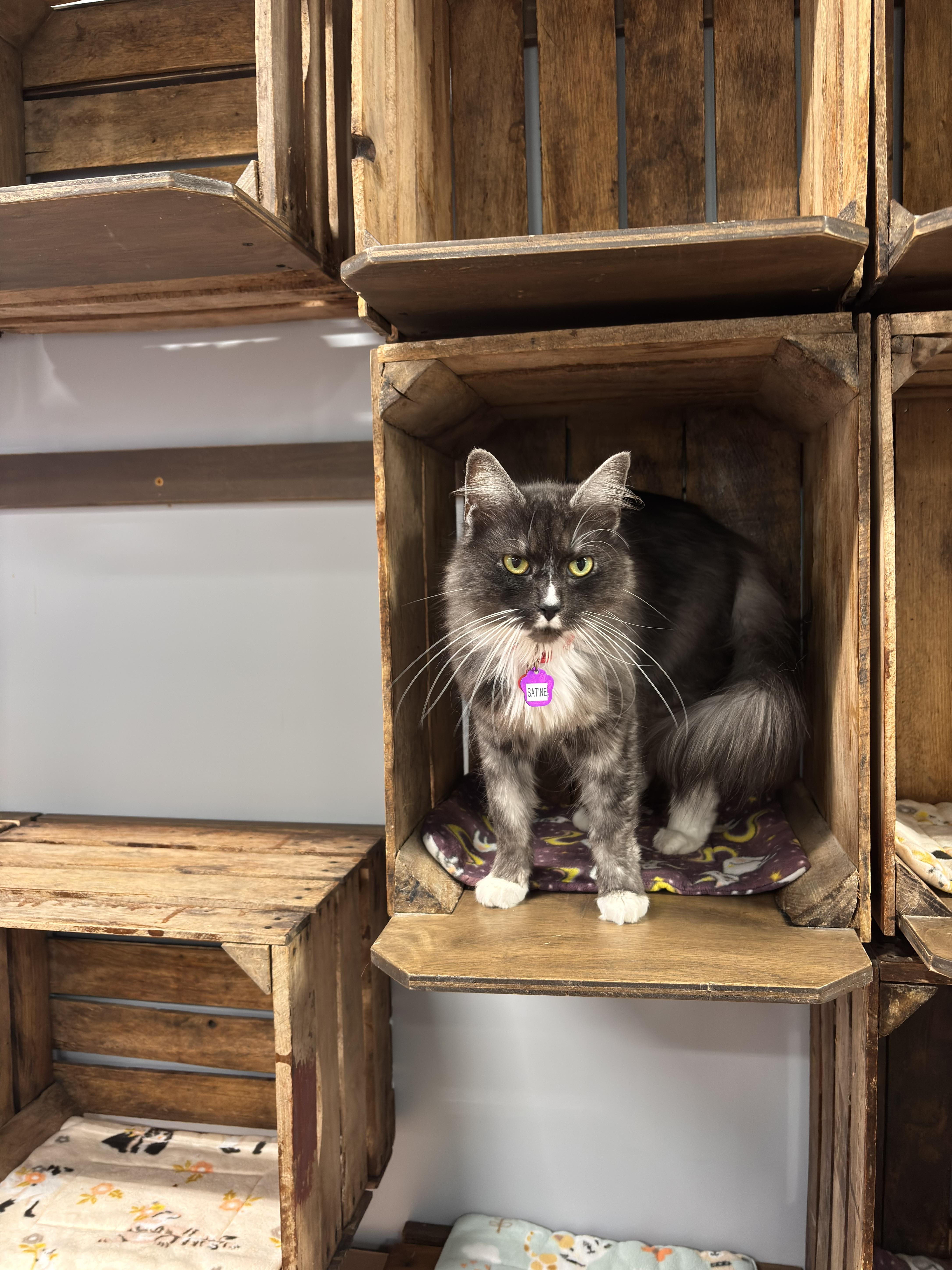 Enlarge Satine, a Adoptable Domestic Medium Hair in Grand Rapids, MI image 4/6