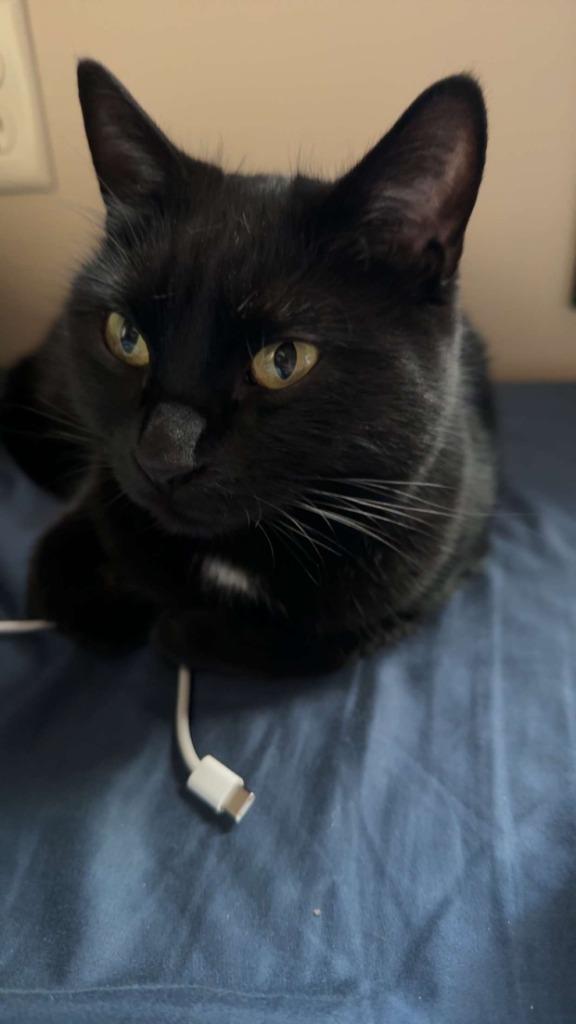 Enlarge Salad, a Adoptable mixed breed in Minot, ND image 2/5