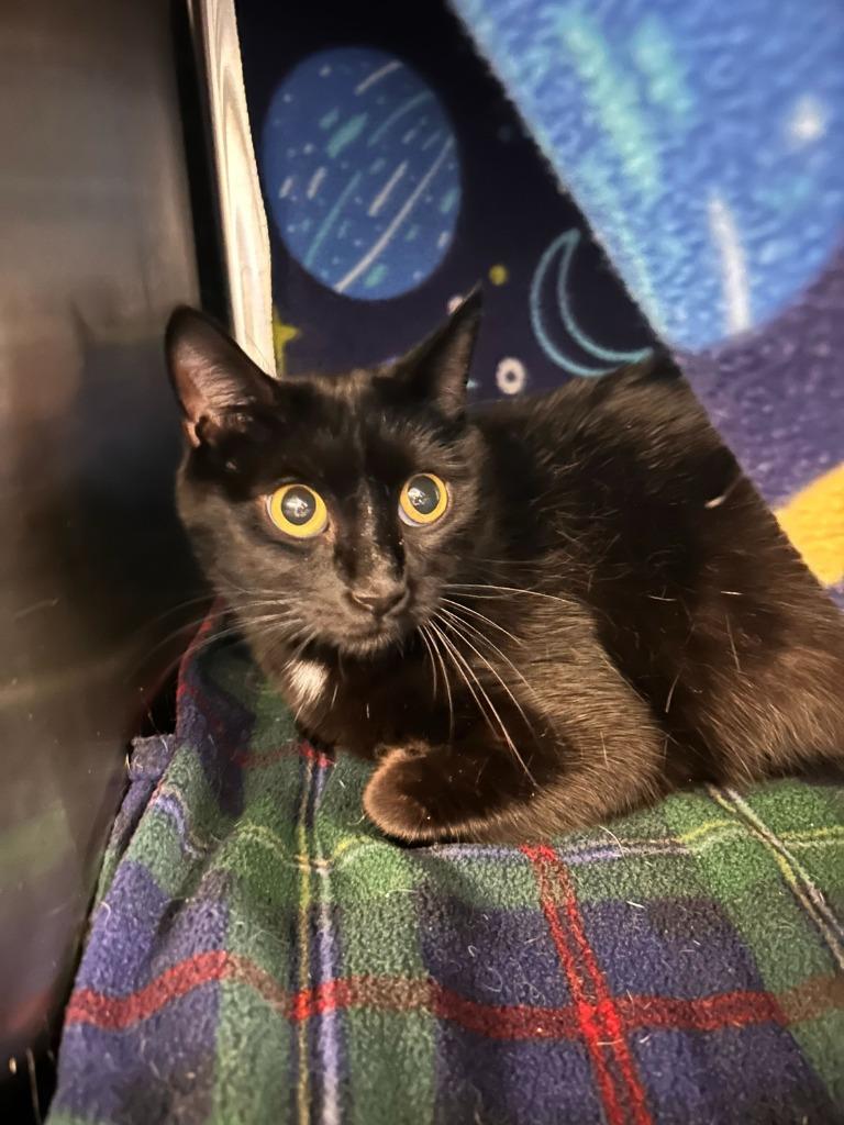 Enlarge Salad, a Adoptable mixed breed in Minot, ND image 3/5