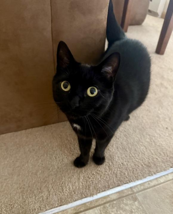 Enlarge Salad, a Adoptable mixed breed in Minot, ND image 2/6