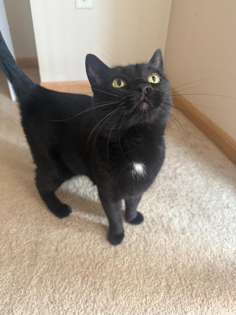 Enlarge Salad, a Adoptable mixed breed in Minot, ND image 2/6