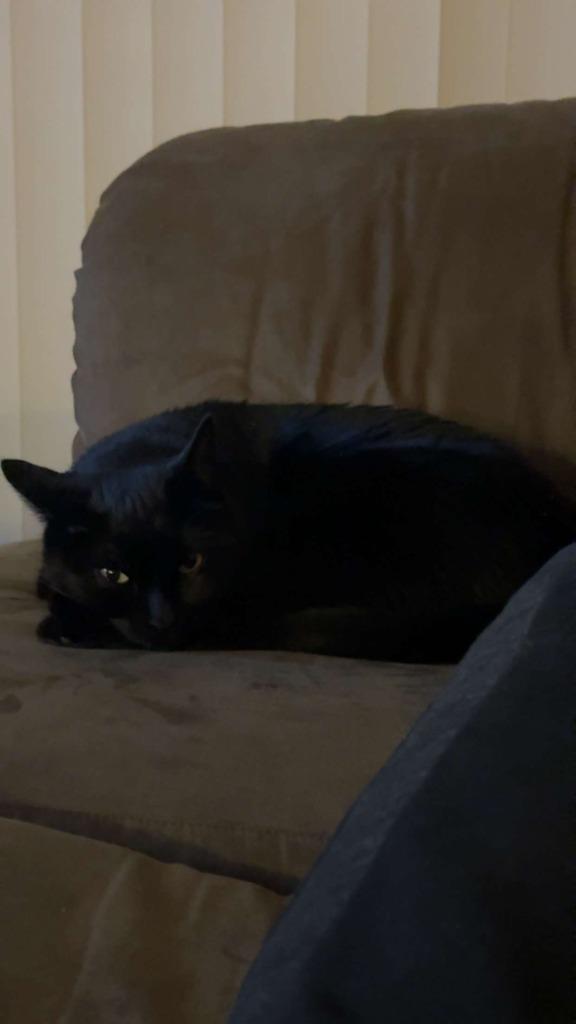 Enlarge Salad, a Adoptable mixed breed in Minot, ND image 3/5